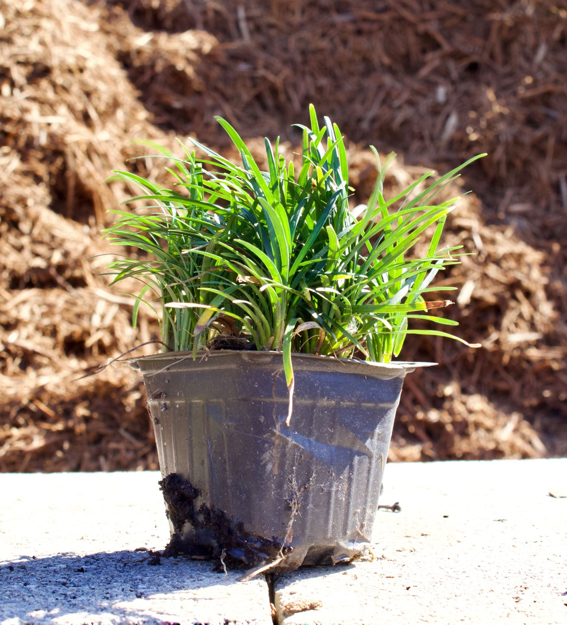 A small potted plant is sitting on the ground in front of a pile of mulch.