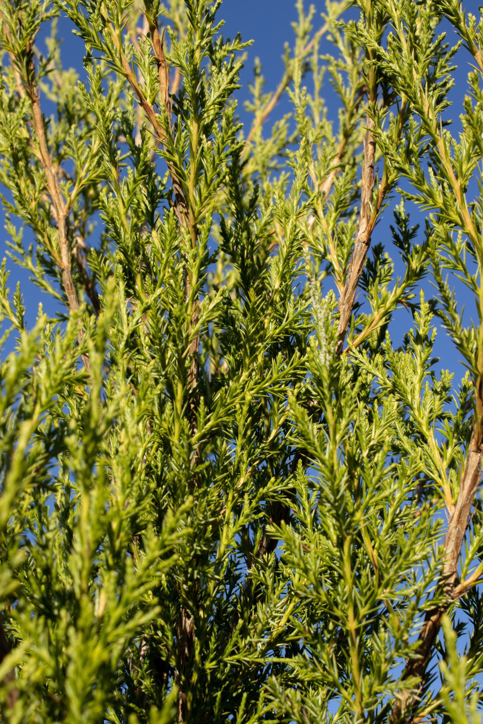 A close up of a tree with lots of green leaves against a blue sky.