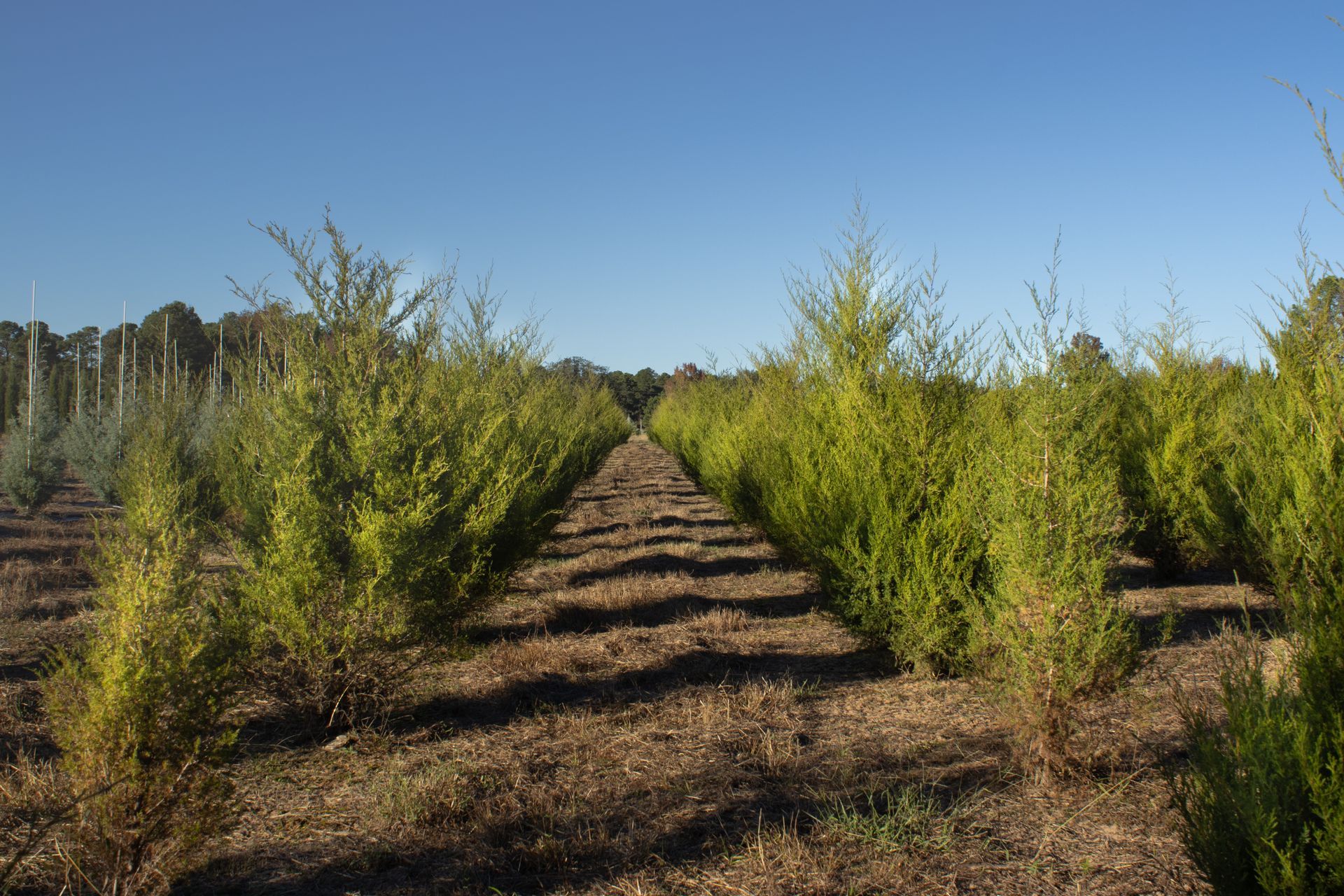 A row of trees in a field with a blue sky in the background