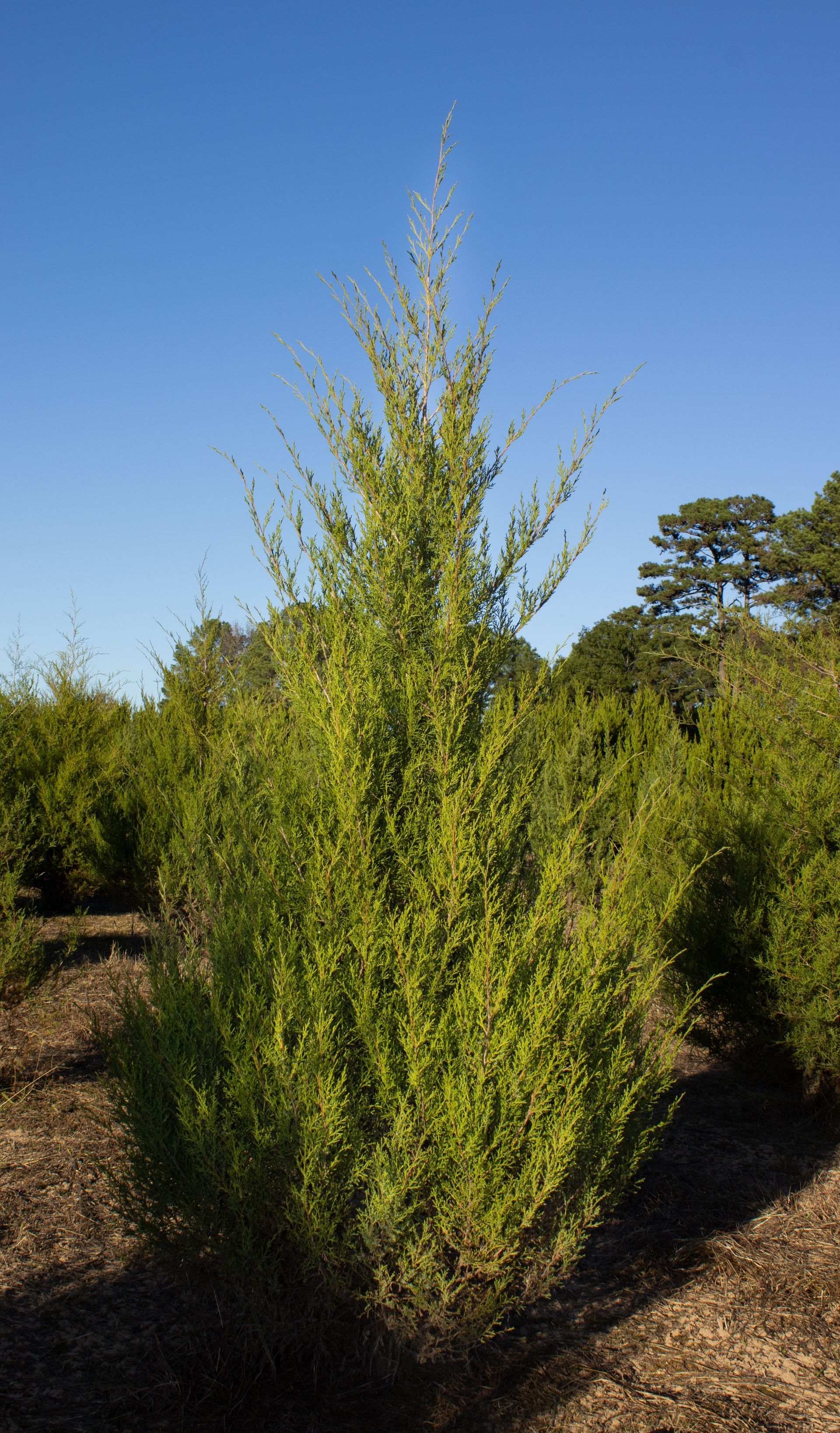 A row of trees in a field with a blue sky in the background.