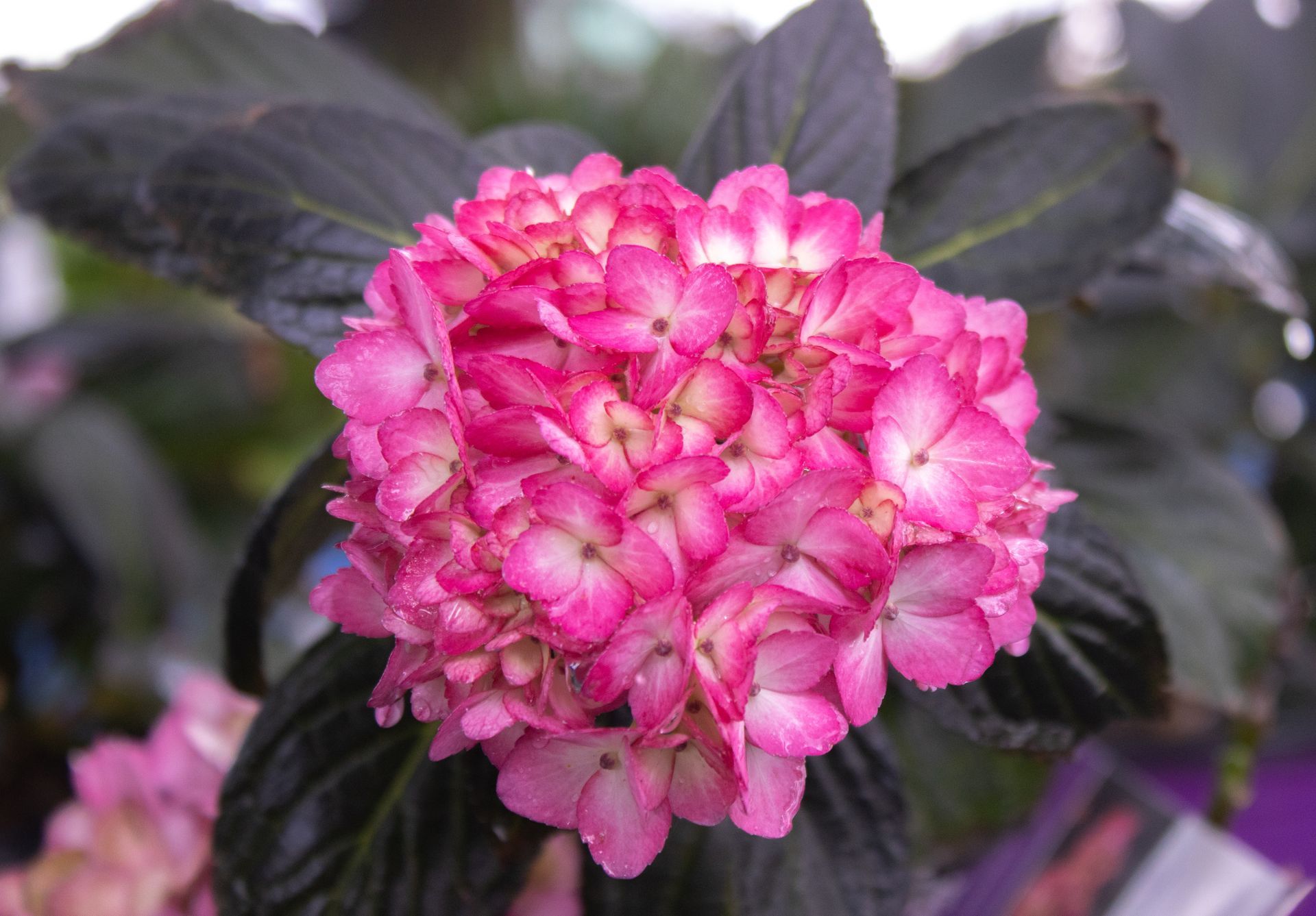A close up of a pink flower with black leaves
