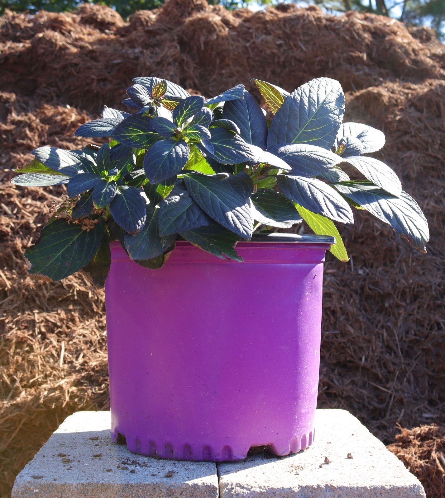 A purple potted plant is sitting on a block
