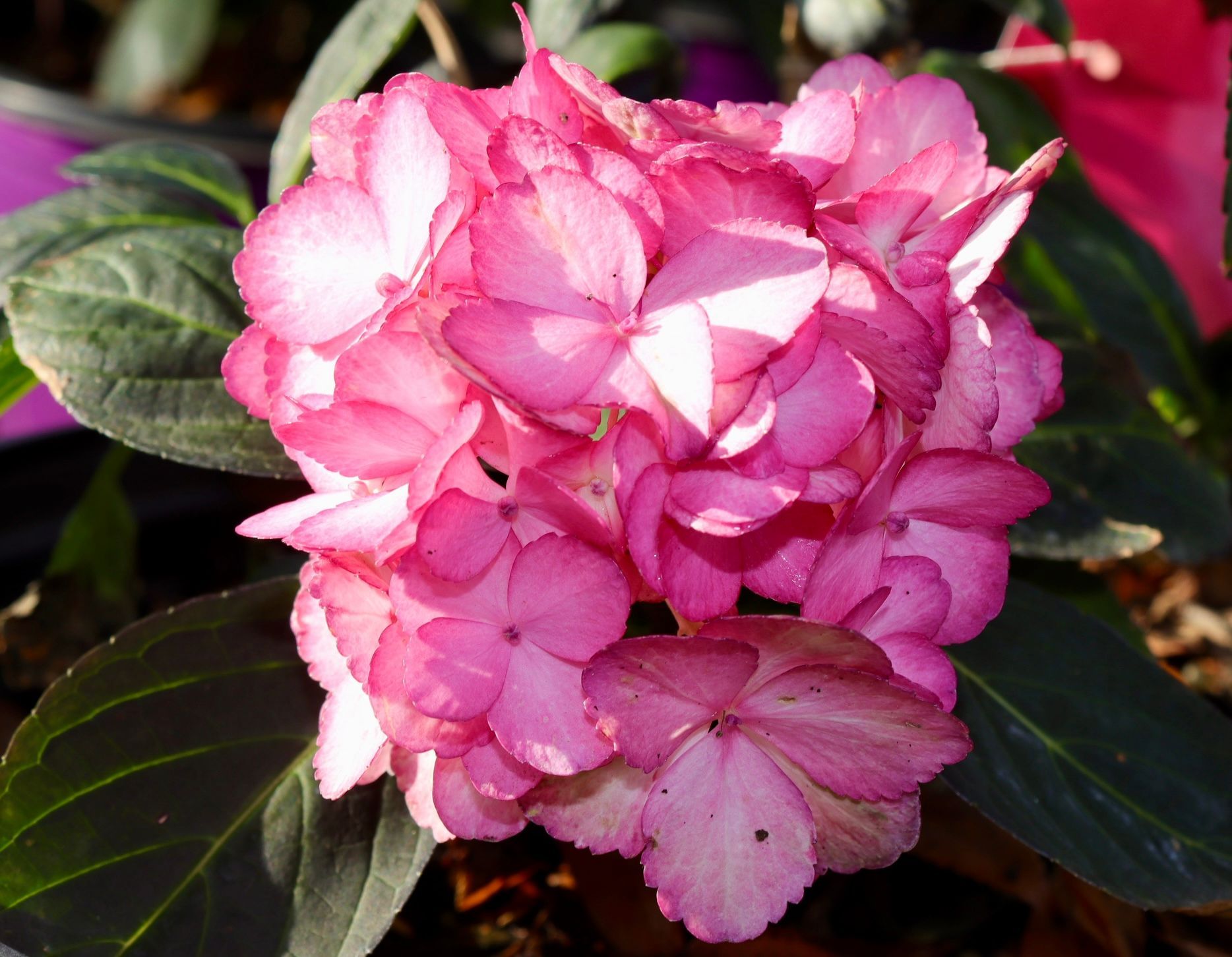 A close up of a pink flower with green leaves