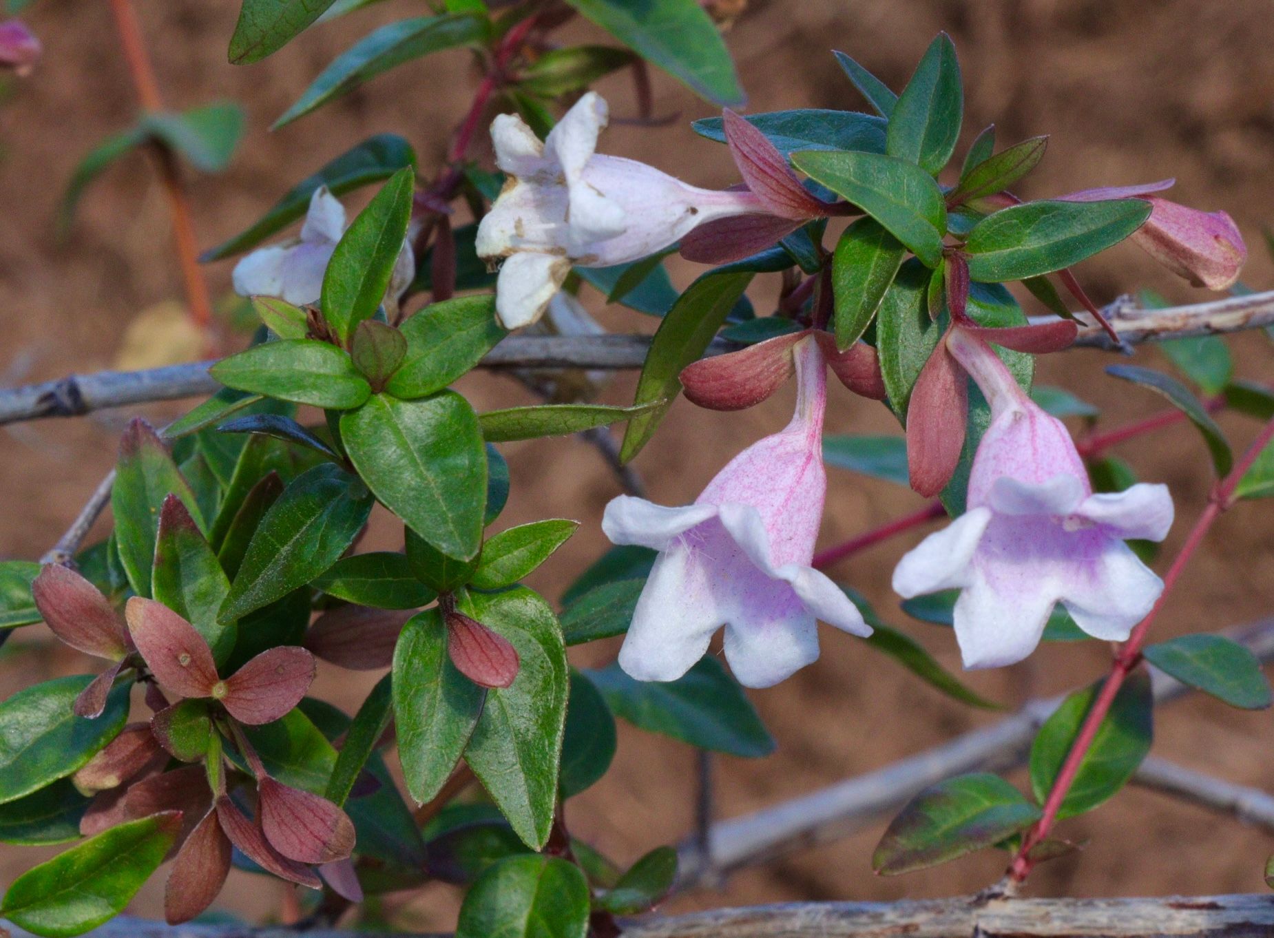 A plant with pink and white flowers and green leaves