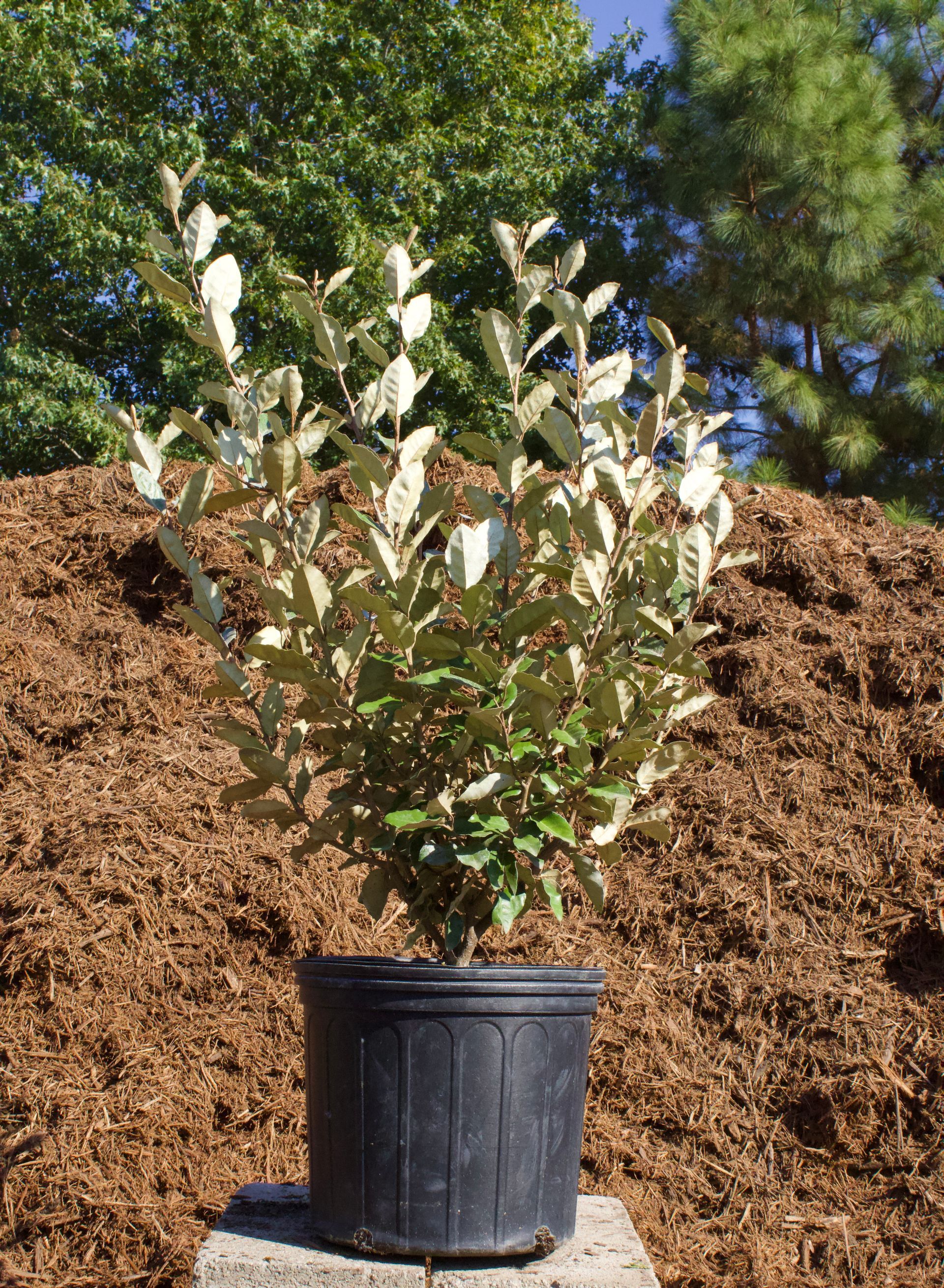 A small plant in a black pot is sitting on top of a pile of mulch.