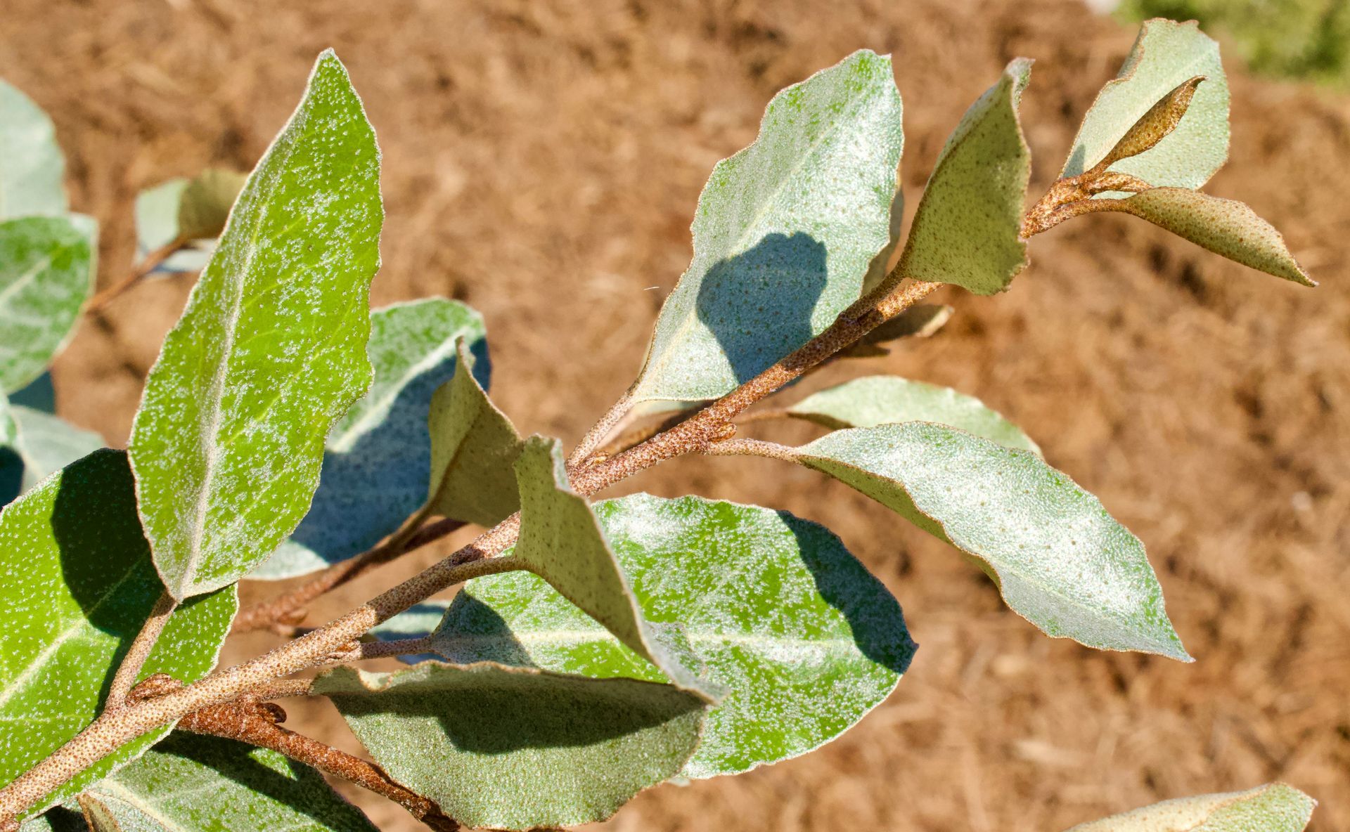 A close up of a tree branch with green leaves.