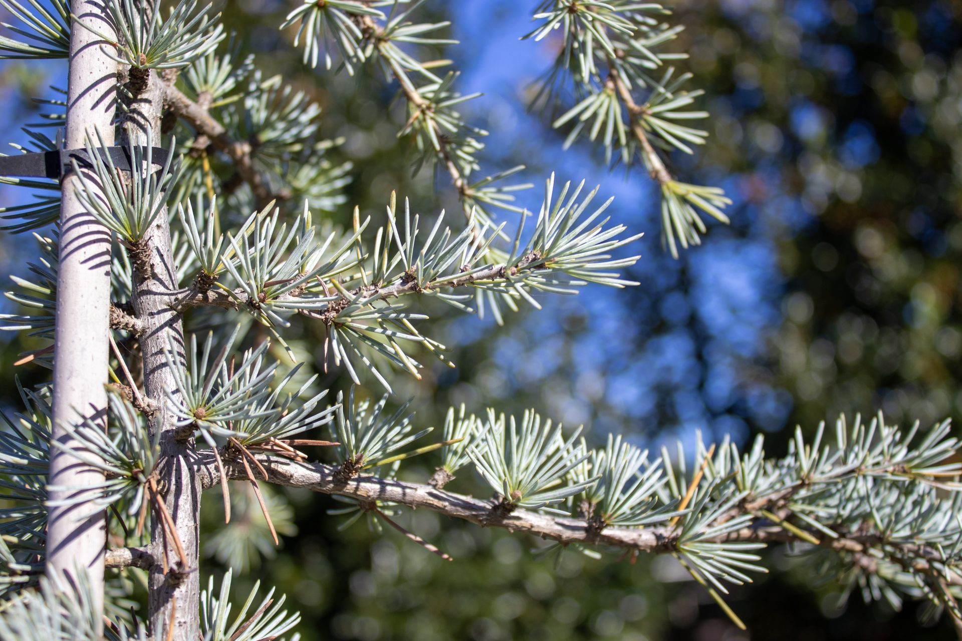 A close up of a pine tree branch with lots of needles against a blue sky.