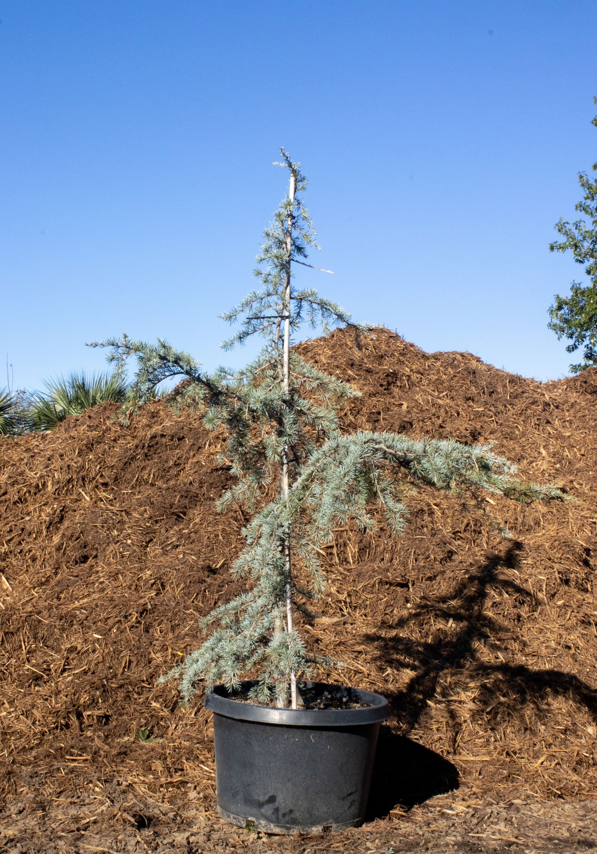 A small tree in a black pot in front of a pile of wood chips