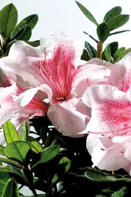 A close up of a pink and white flower with green leaves