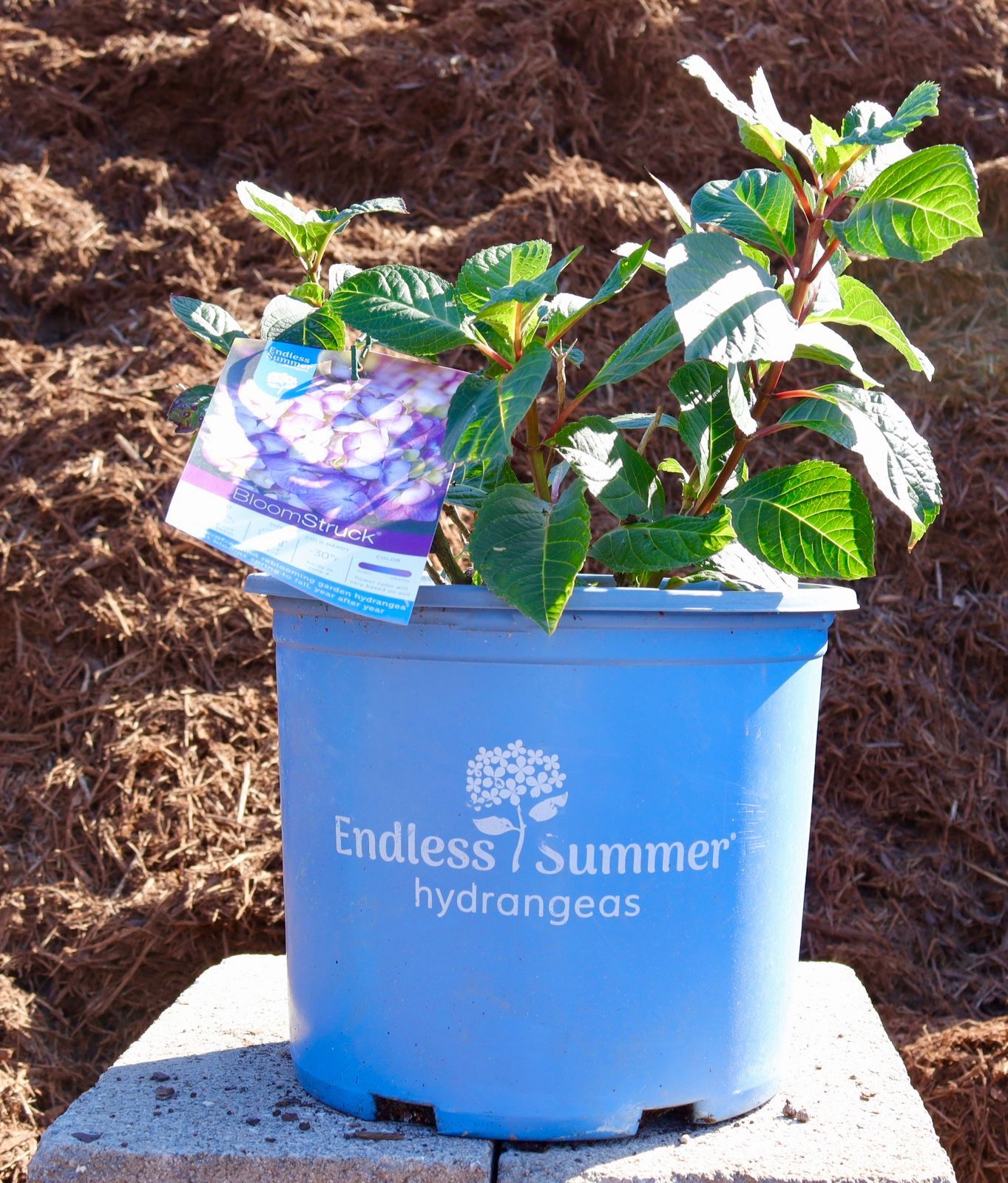 A blue pot with a plant in it that says endless summer hydrangeas