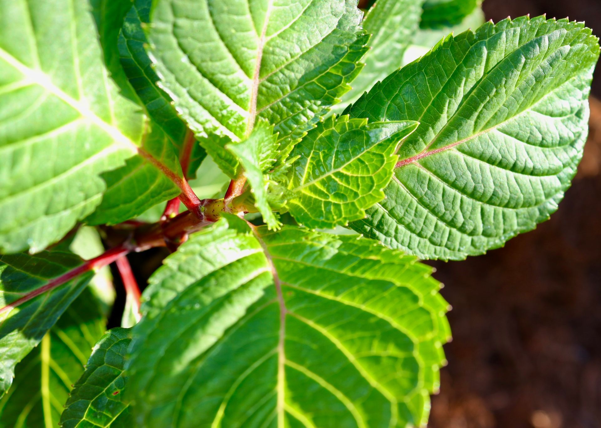A close up of a plant with green leaves and red stems.