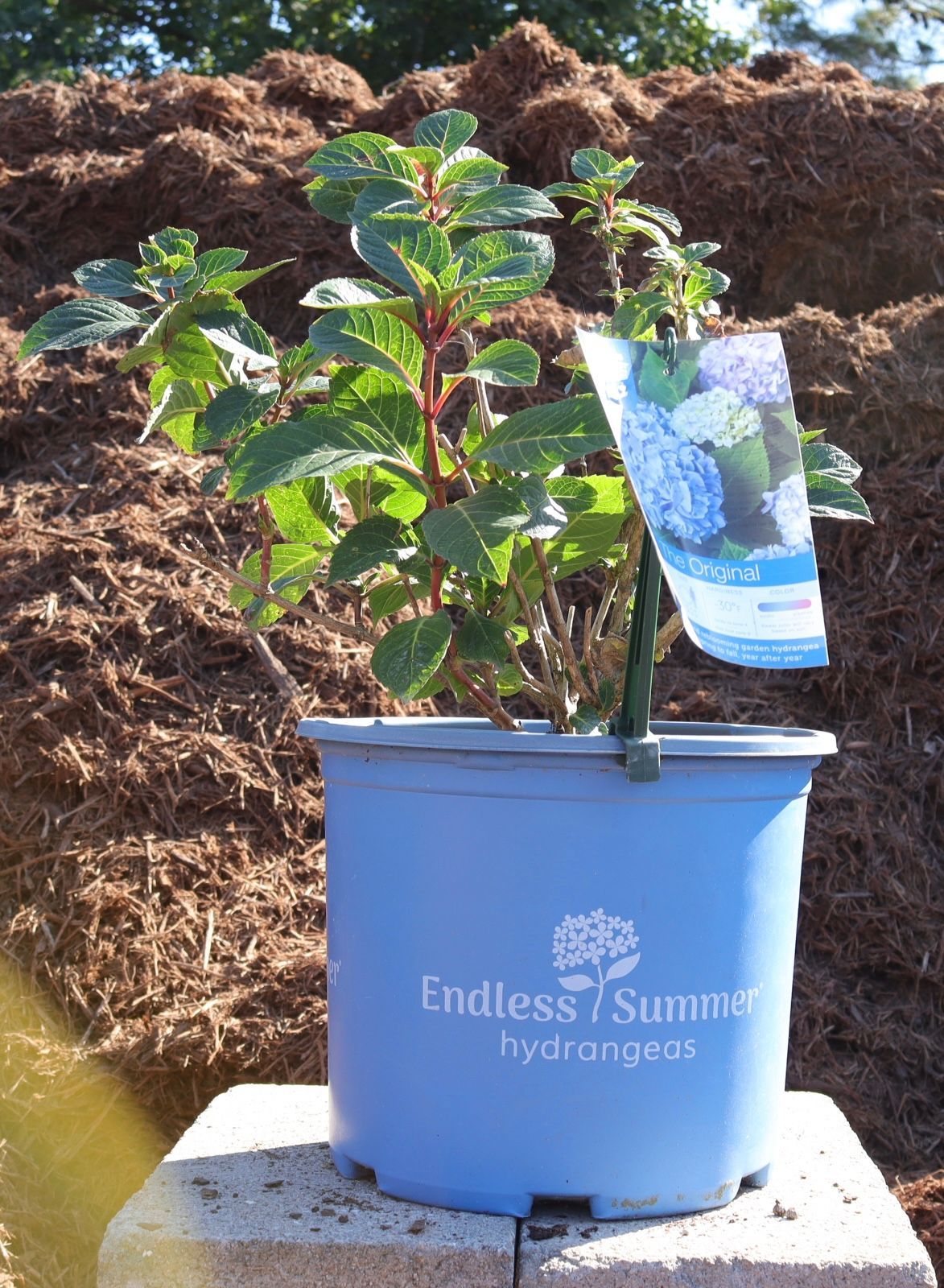A plant in a blue pot that says endless summer hydrangea