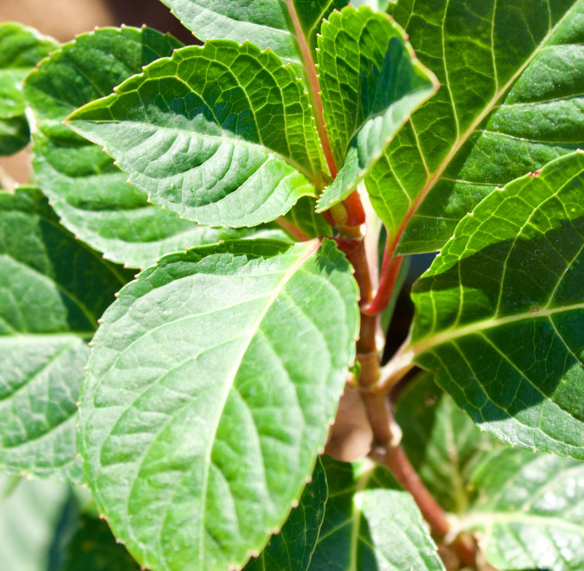 A close up of a plant with lots of green leaves