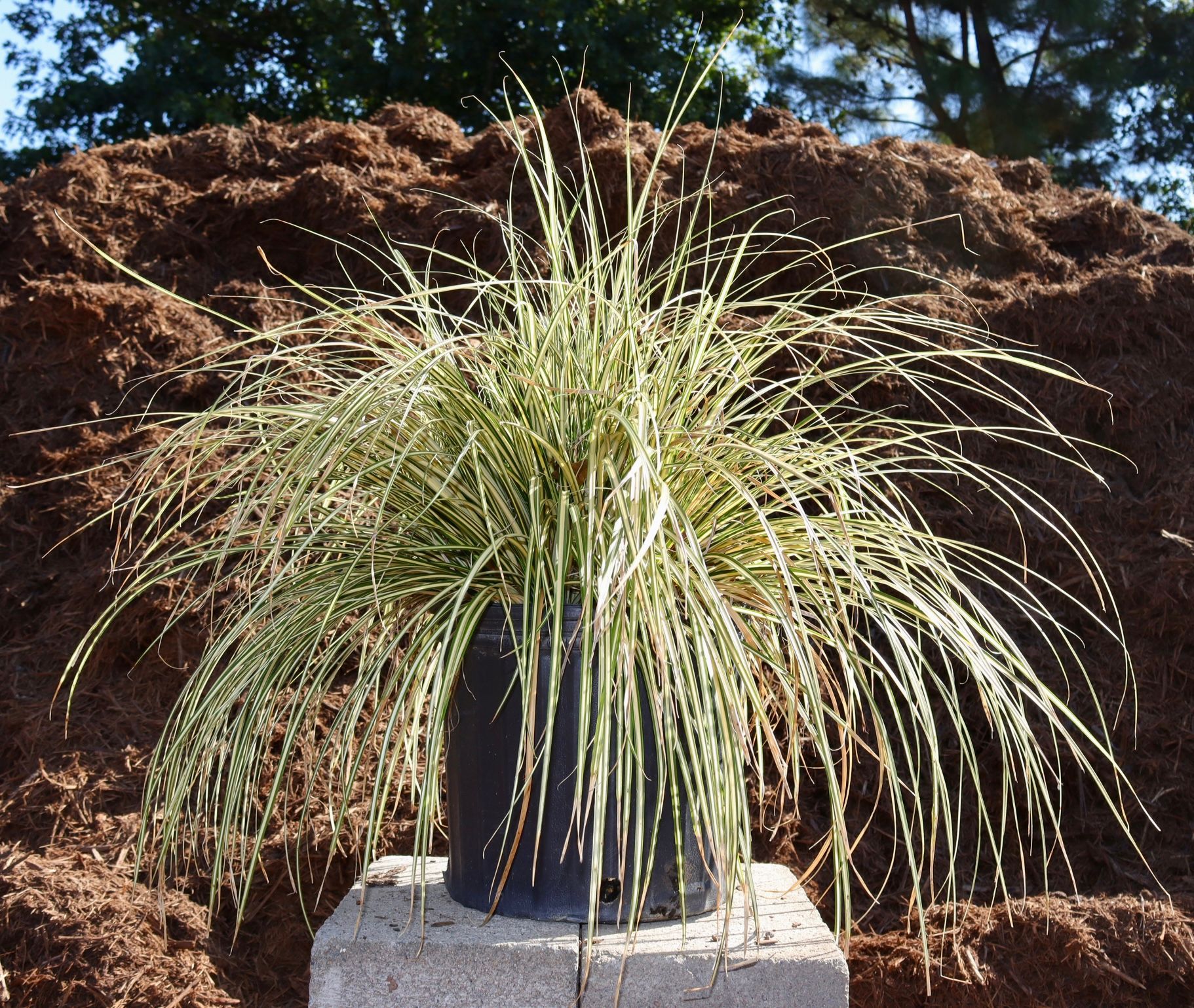A potted plant is sitting on a concrete block in front of a pile of mulch