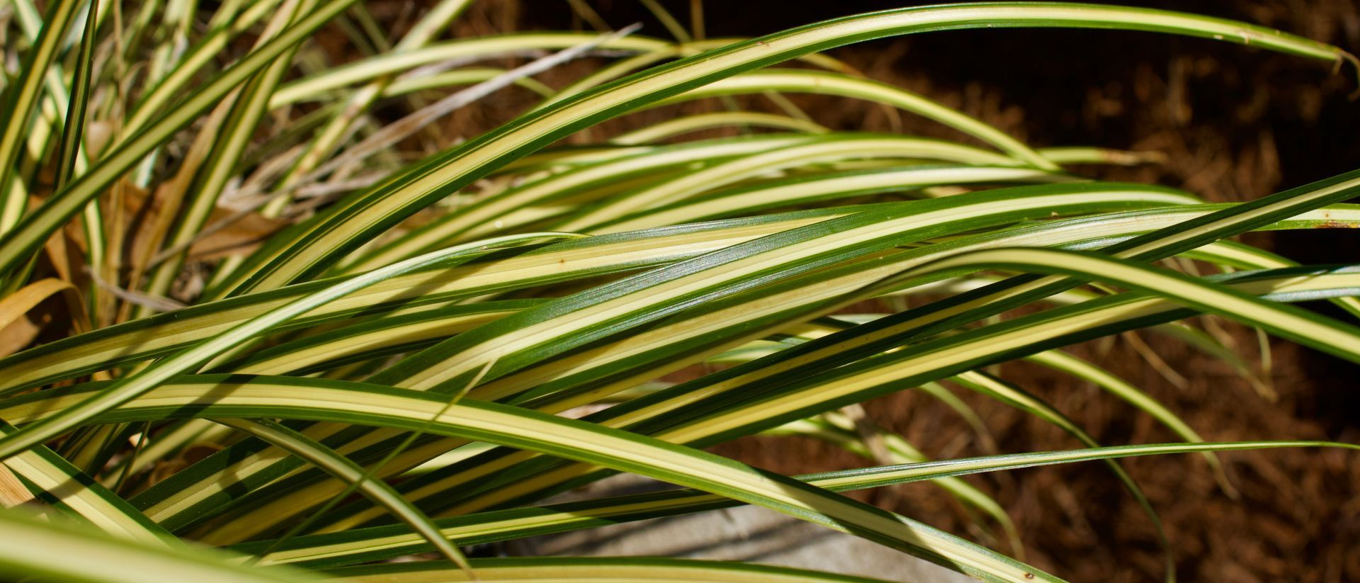 A close up of a plant with water drops on the leaves.