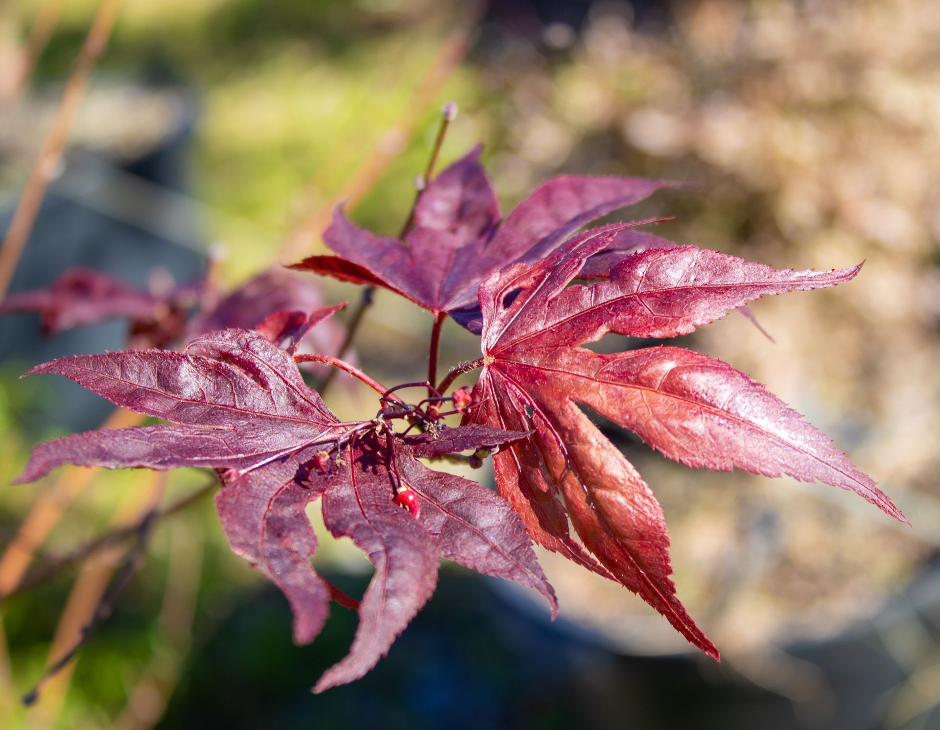 A close up of a red maple leaf on a tree branch.
