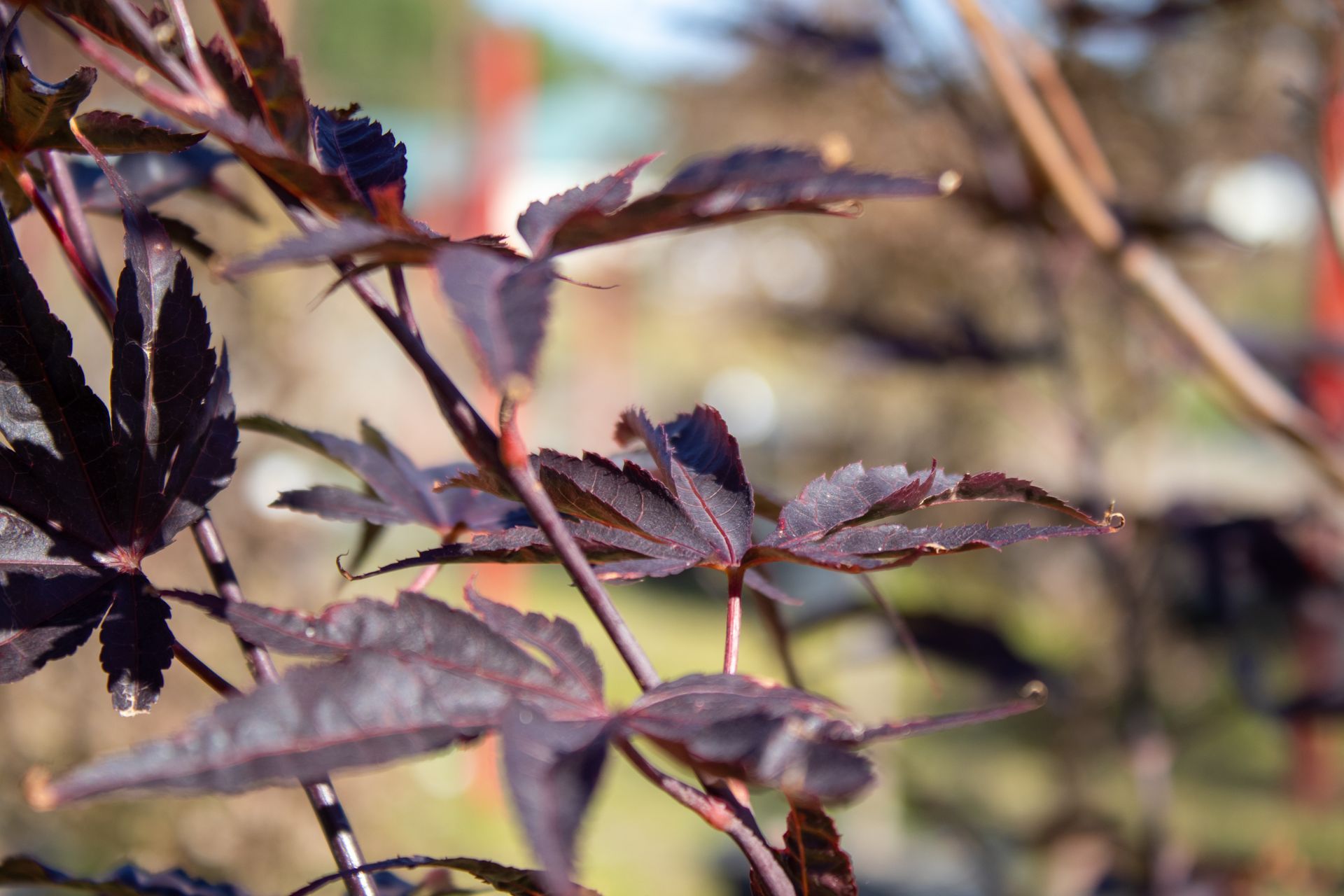 A close up of a plant with purple leaves