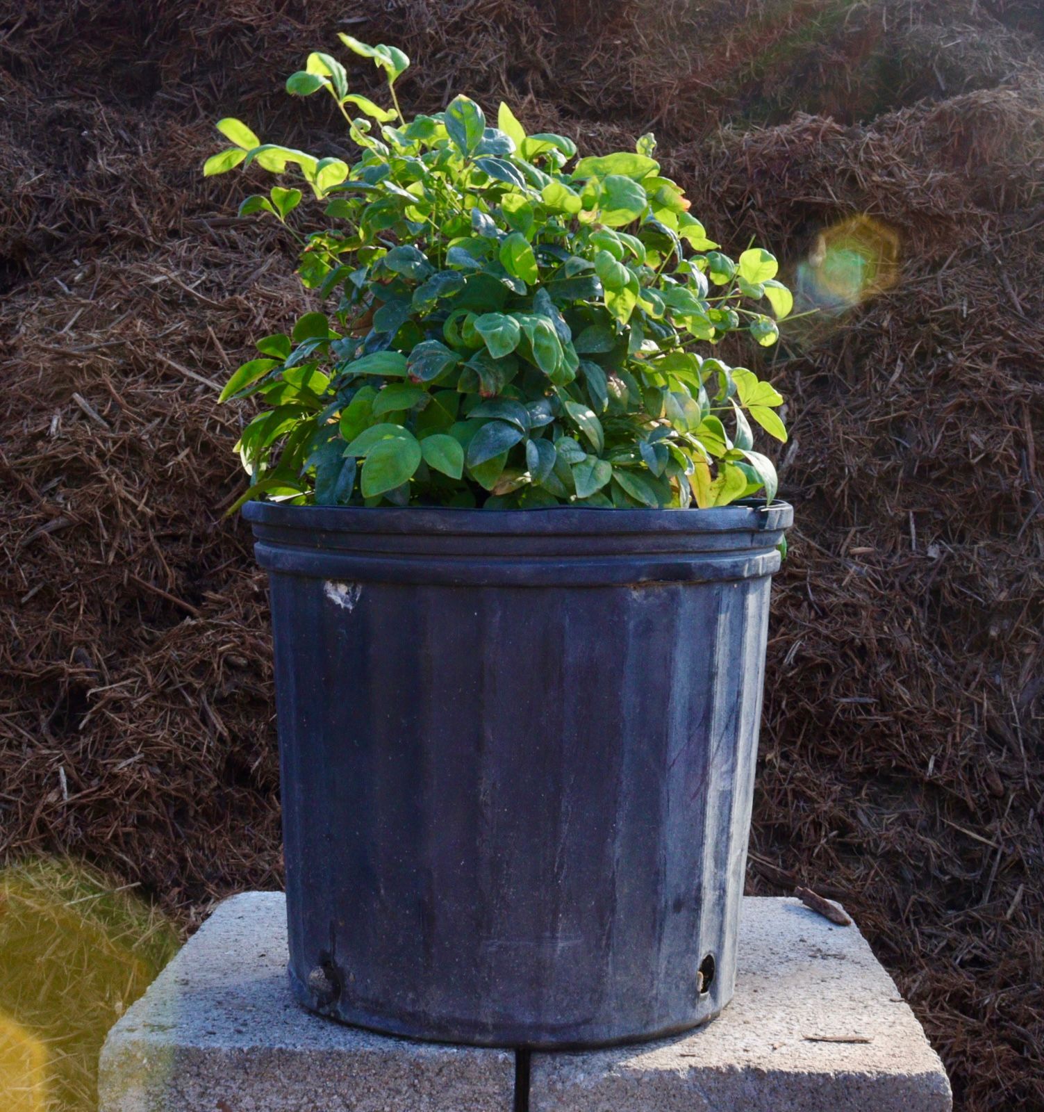 A plant in a black pot is sitting on a brick