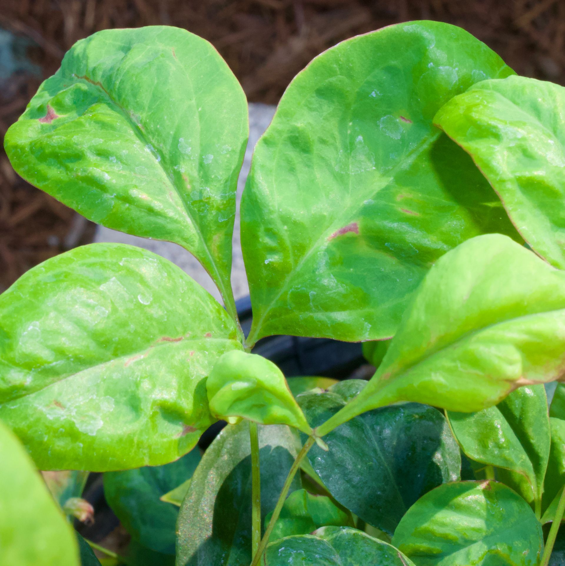 A close up of a plant with green leaves