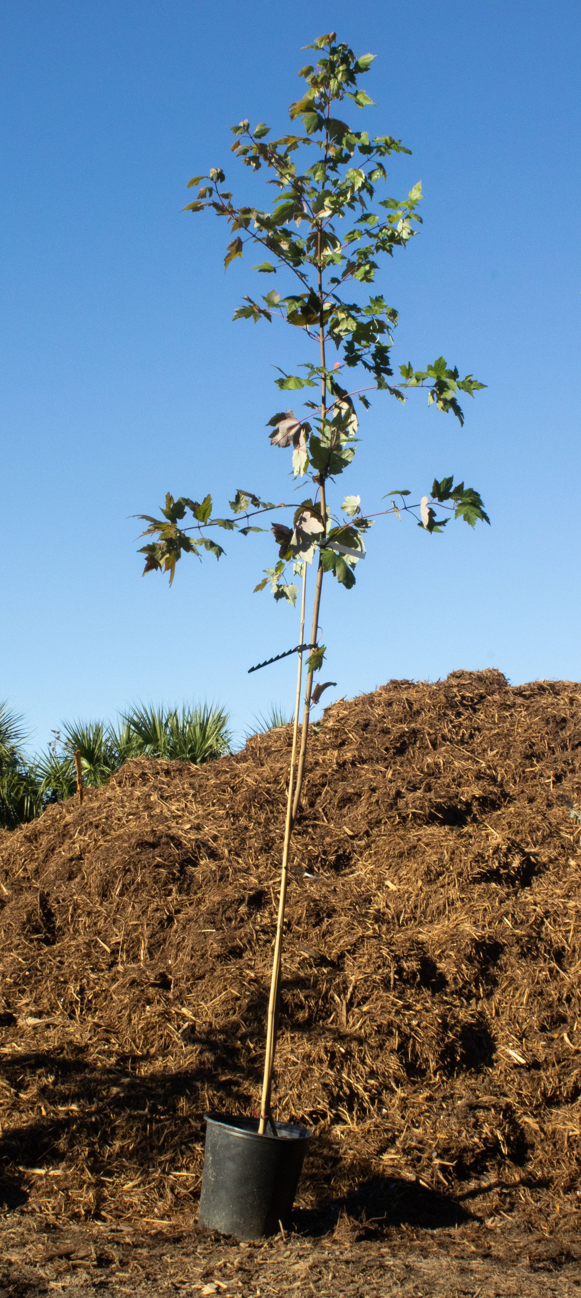 A small tree in a pot is standing in front of a pile of hay