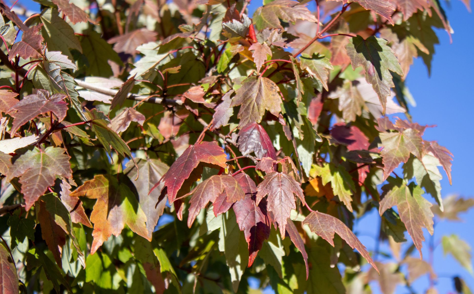 A close up of a maple tree with red leaves against a blue sky.
