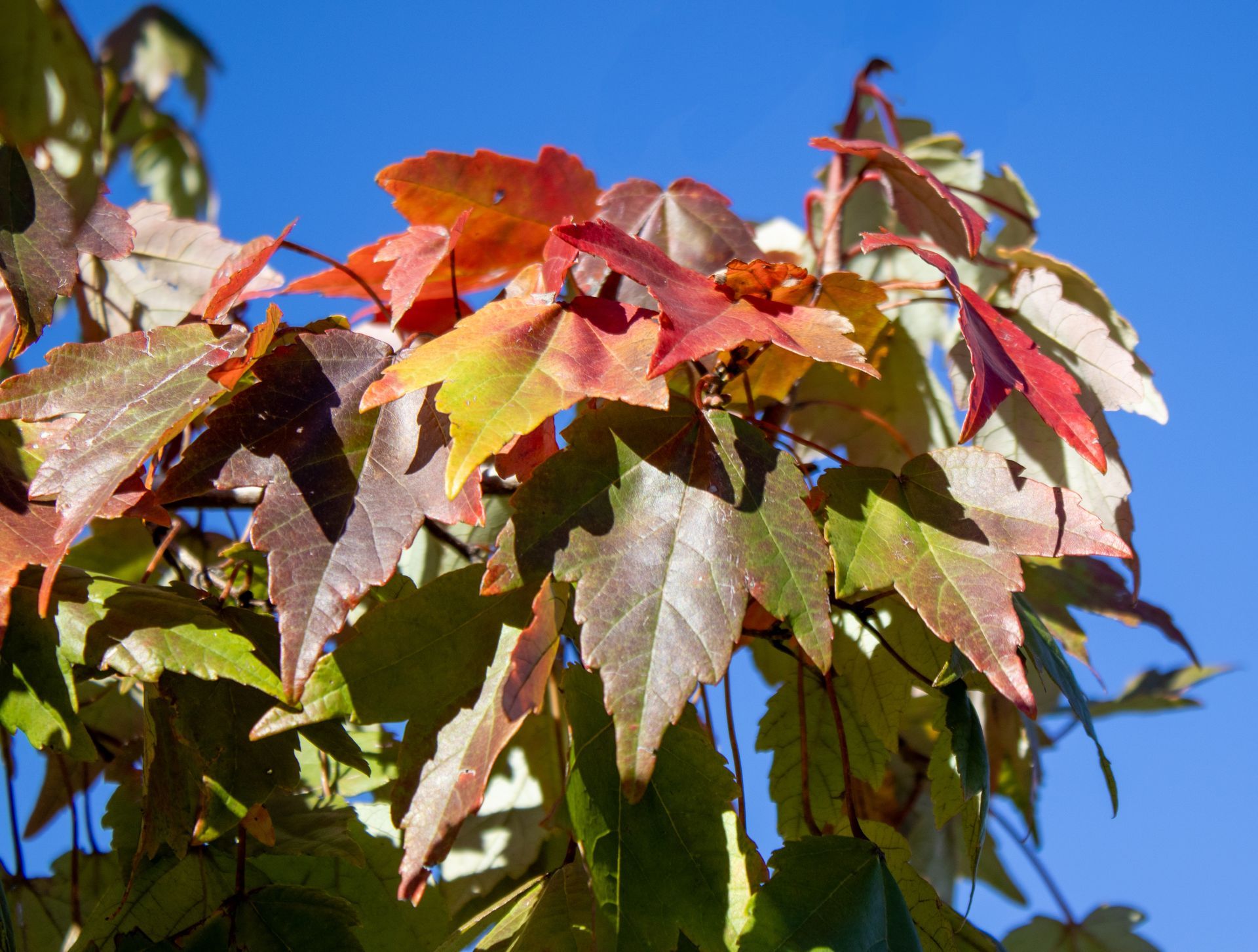 A close up of a tree branch with red and green leaves against a blue sky
