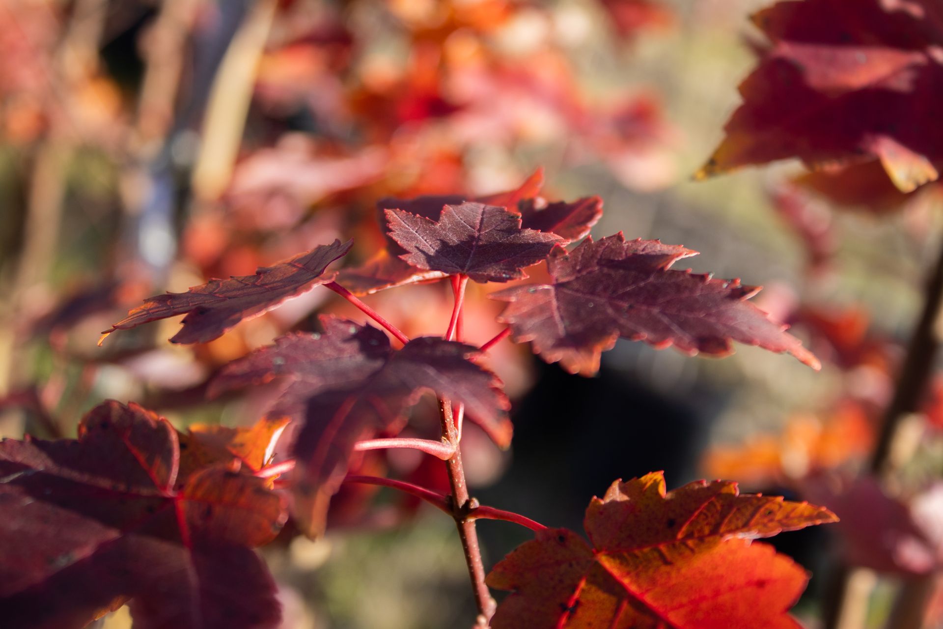 A close up of a maple tree branch with red leaves.