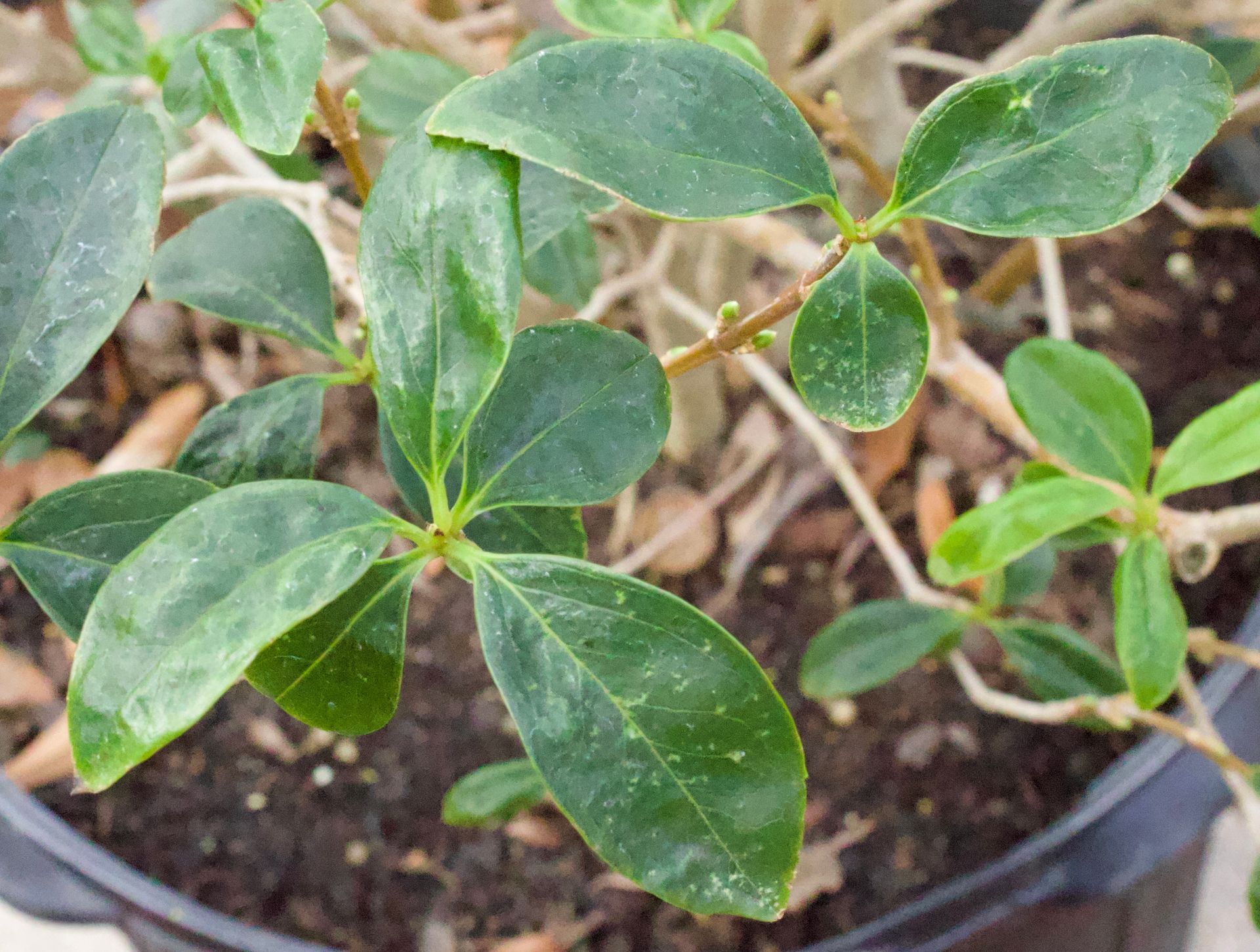 A close up of a plant with green leaves in a pot.