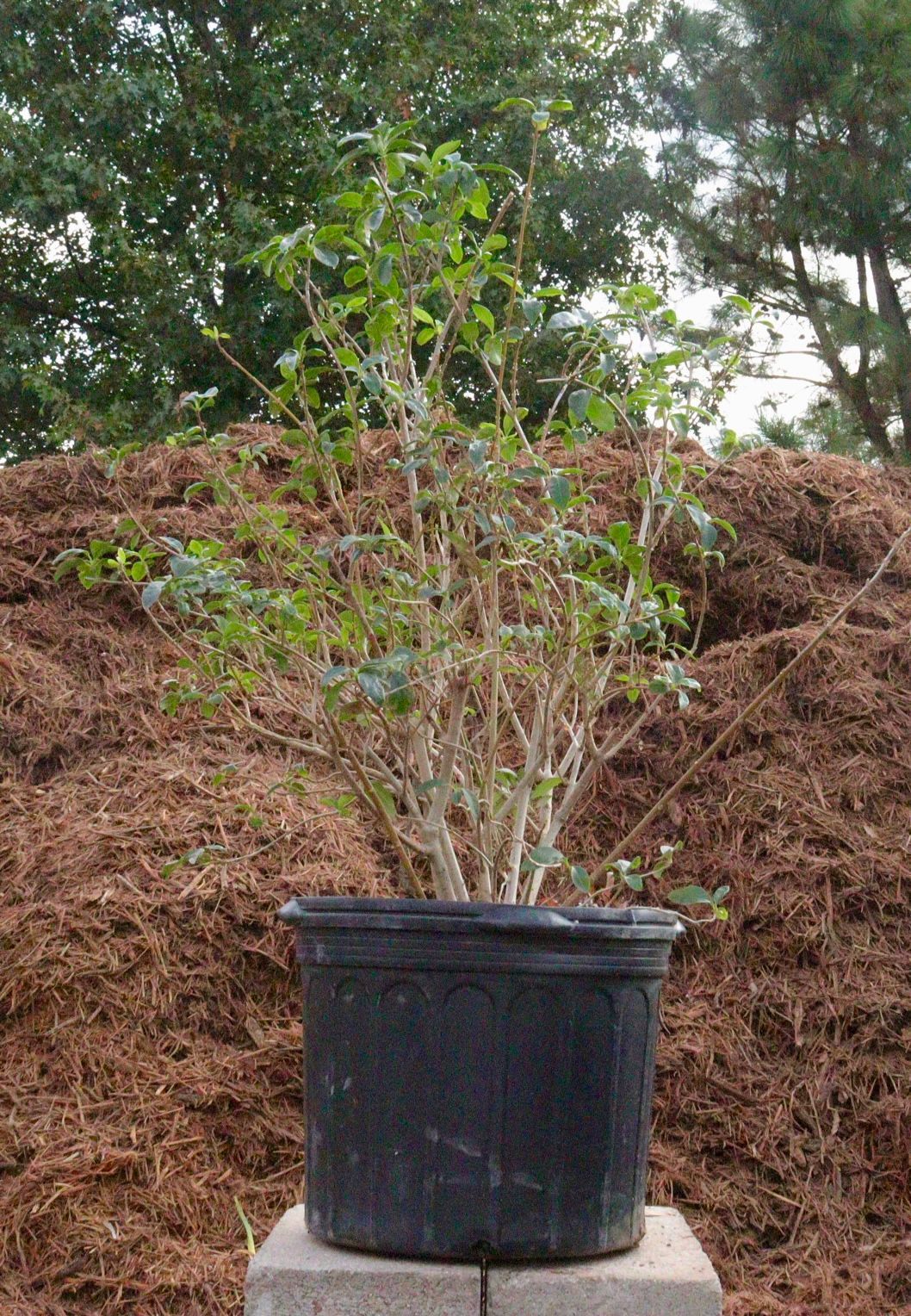 A black potted plant is sitting on a block in front of a pile of mulch.
