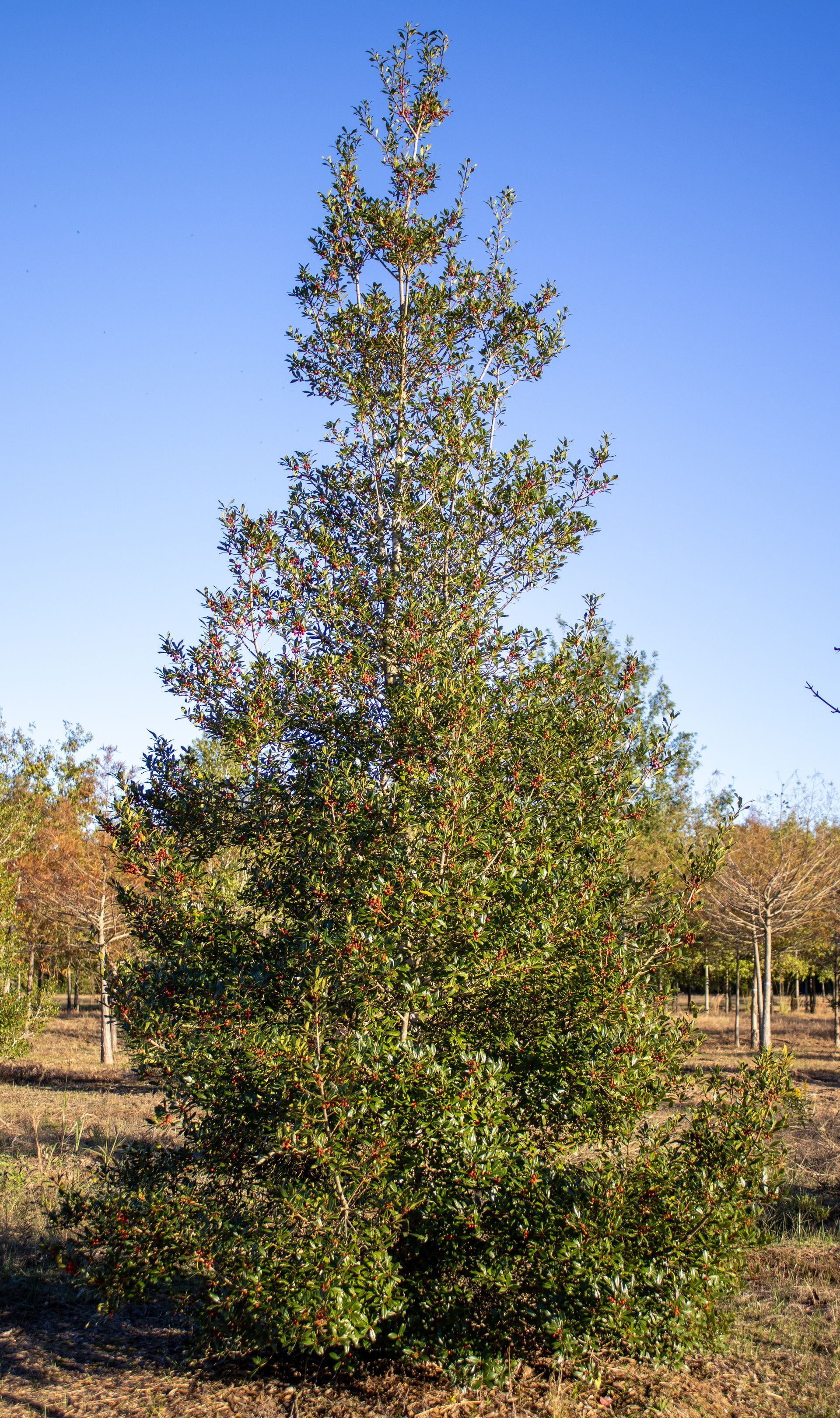 A large tree in a field with a blue sky in the background.