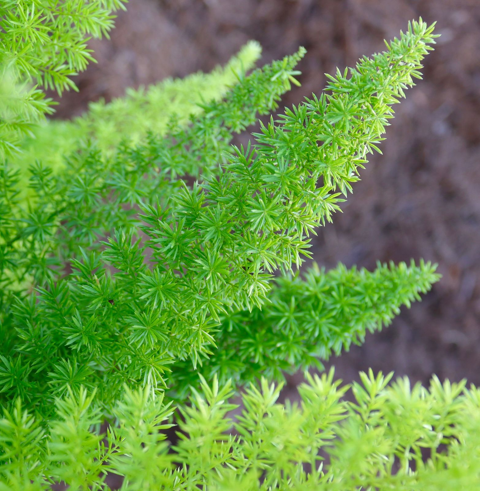 A close up of a green plant with a lot of leaves