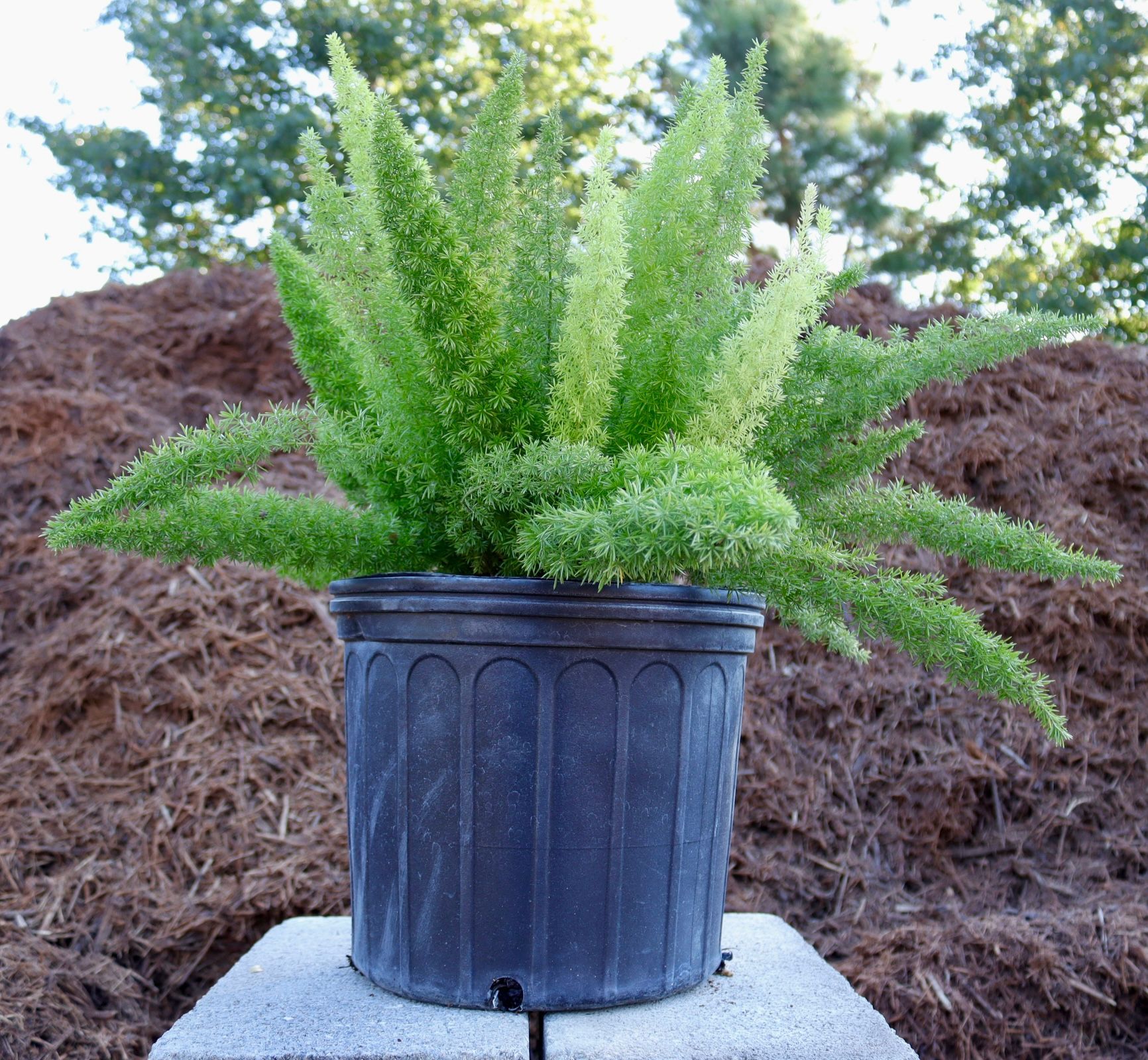 A plant in a black pot is sitting on a concrete block