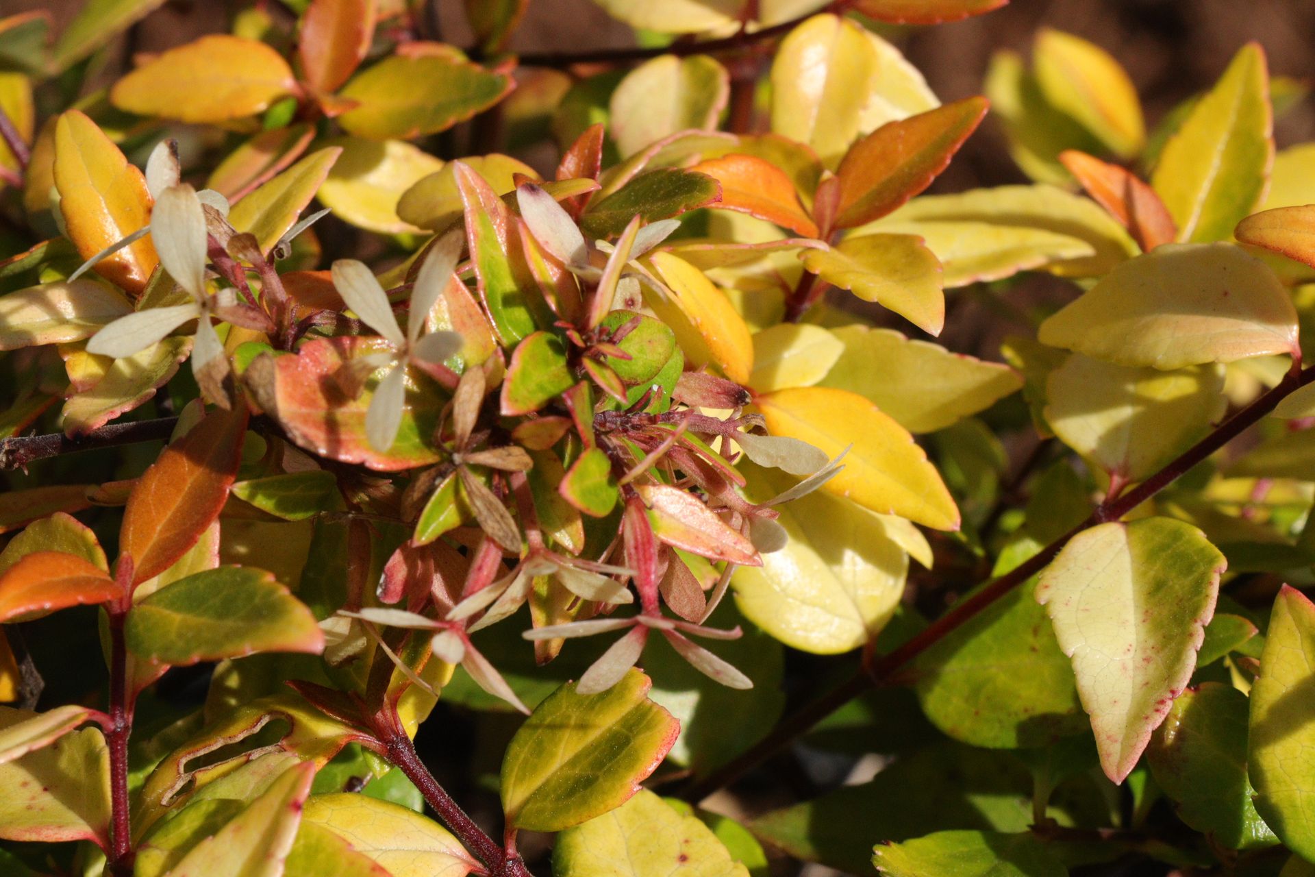 A close up of a plant with yellow and green leaves