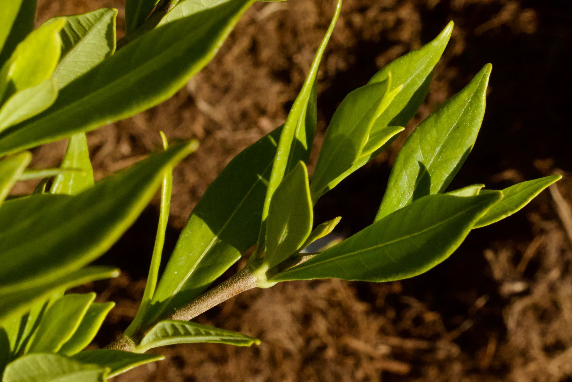 A close up of a plant with green leaves