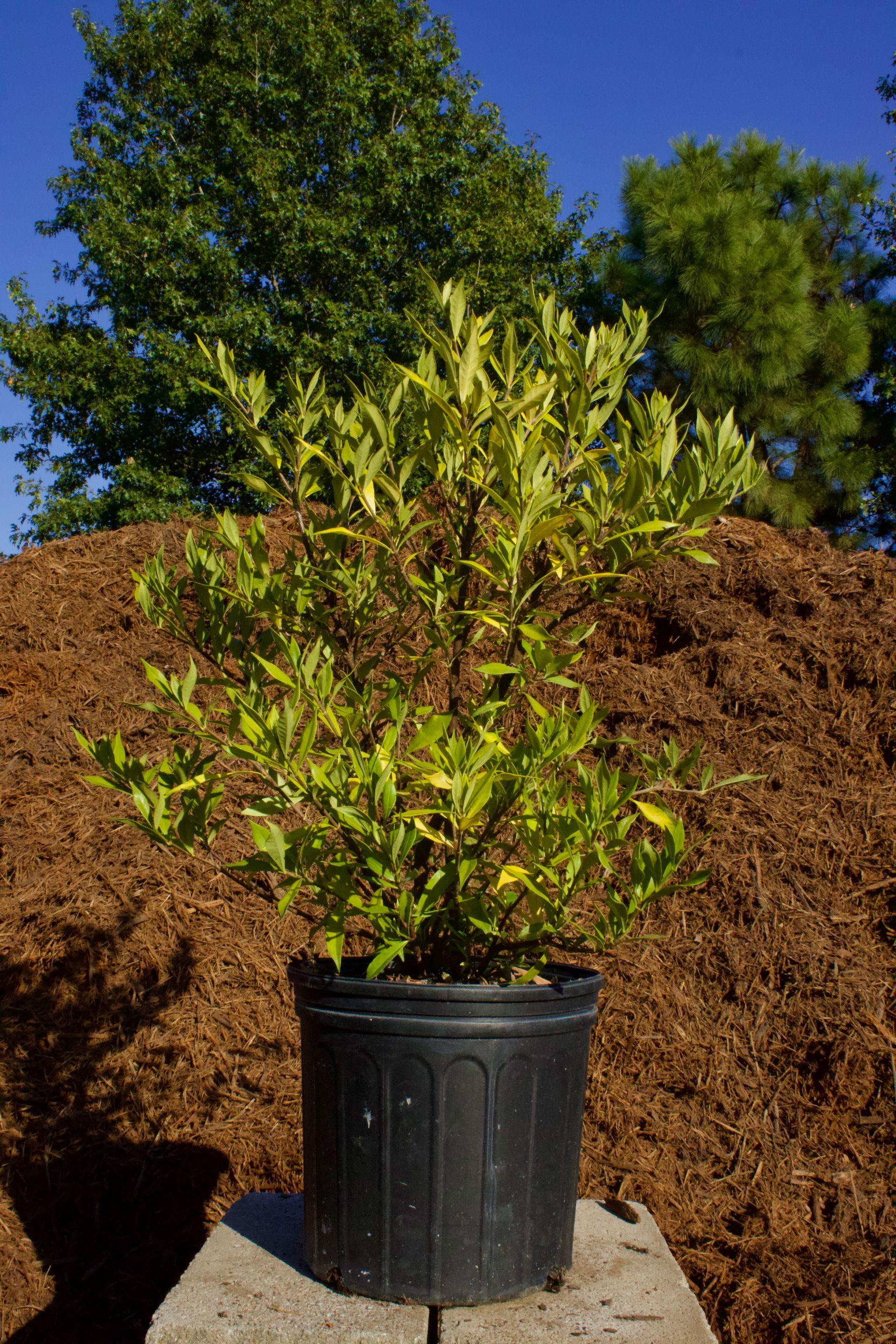A potted plant is sitting on top of a pile of mulch.