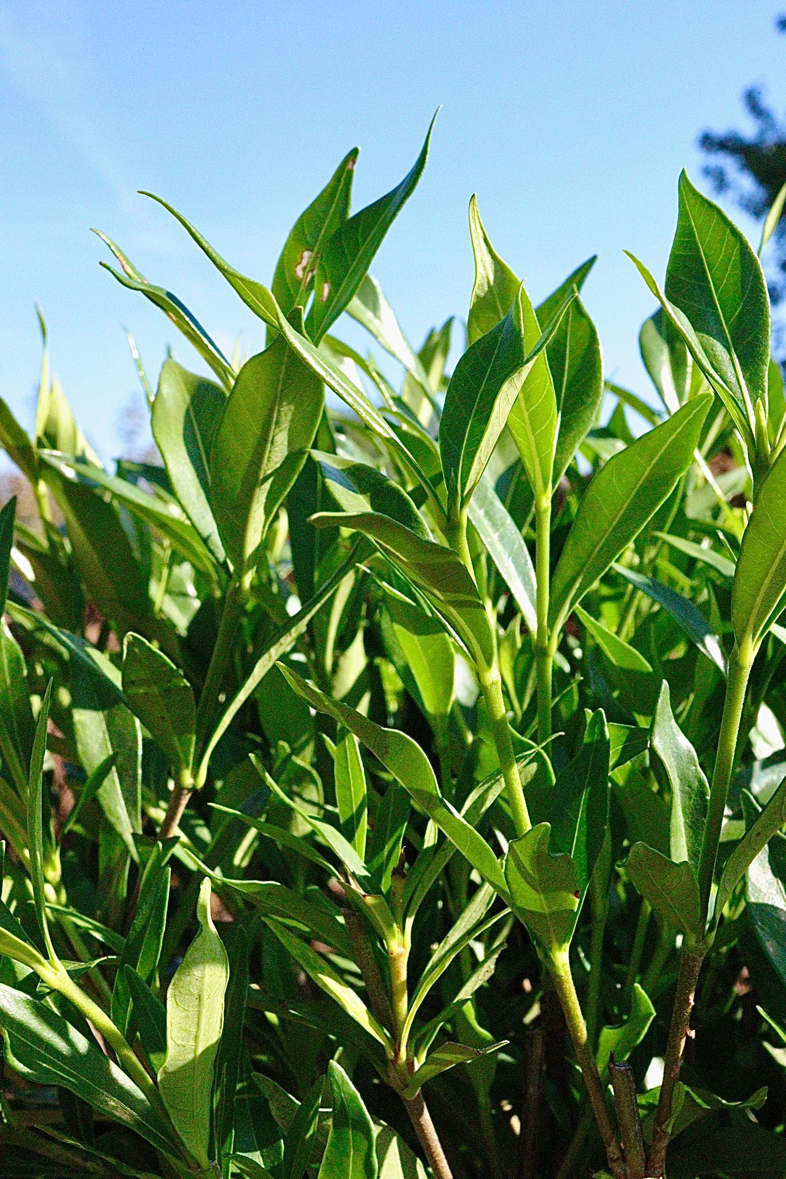 A bush with lots of green leaves against a blue sky