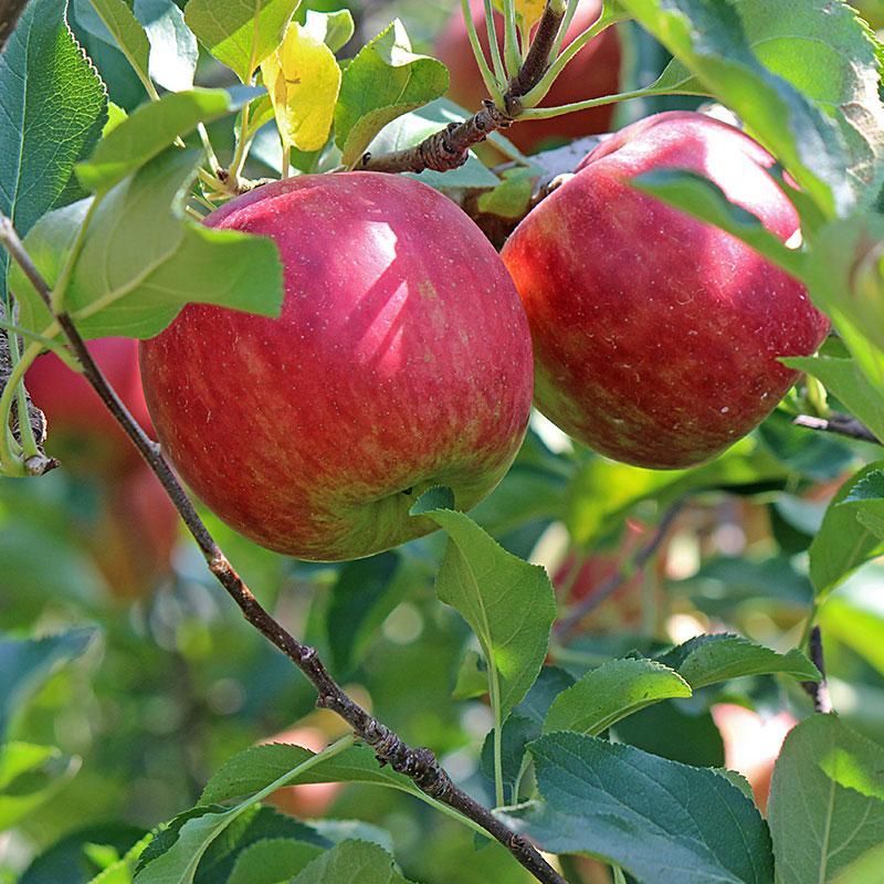 Two red apples hanging from a tree branch