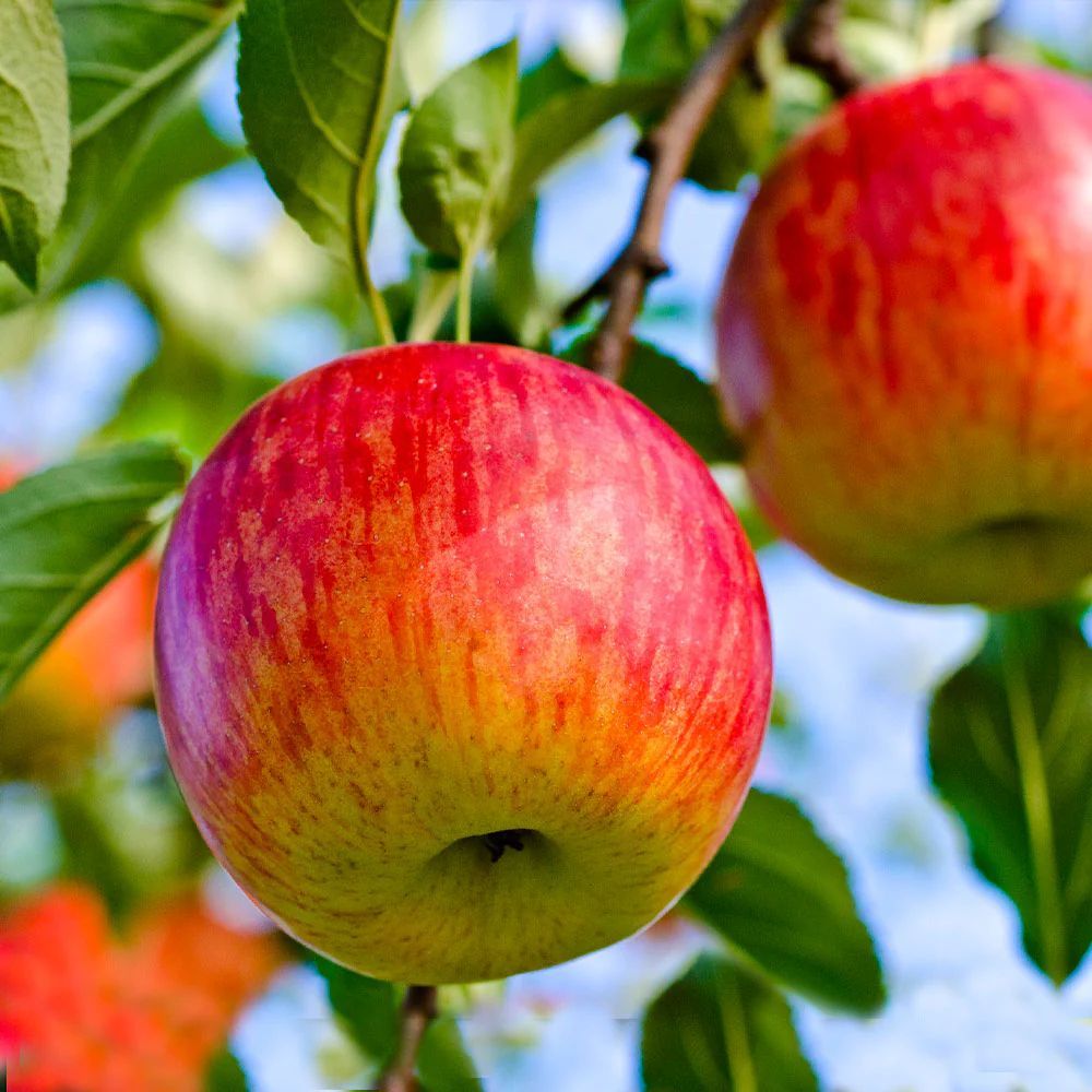 Two apples are hanging from a tree branch.