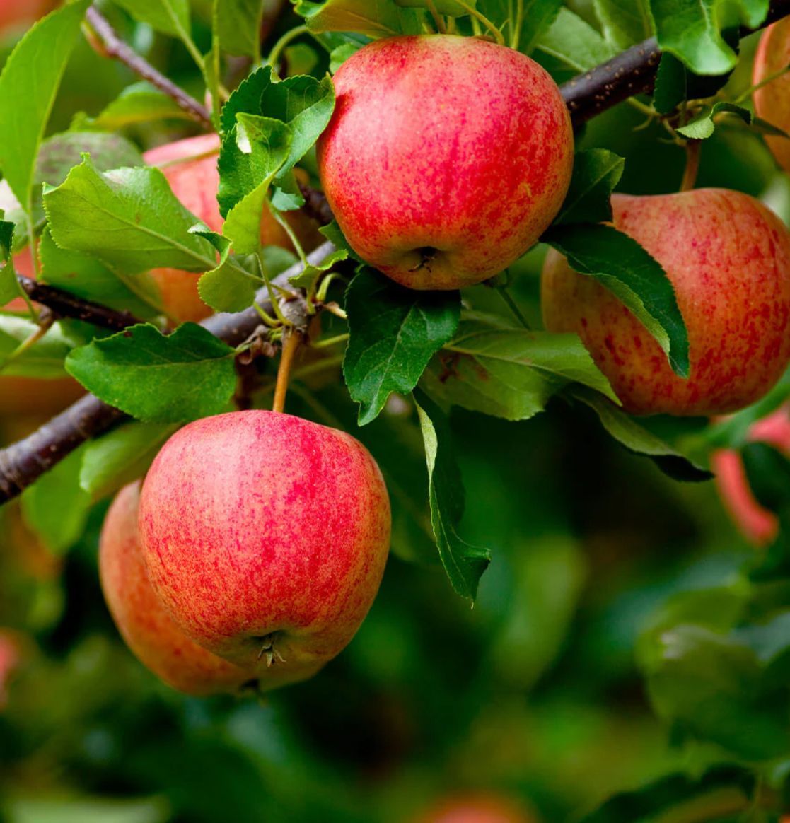 A bunch of apples hanging from a tree branch