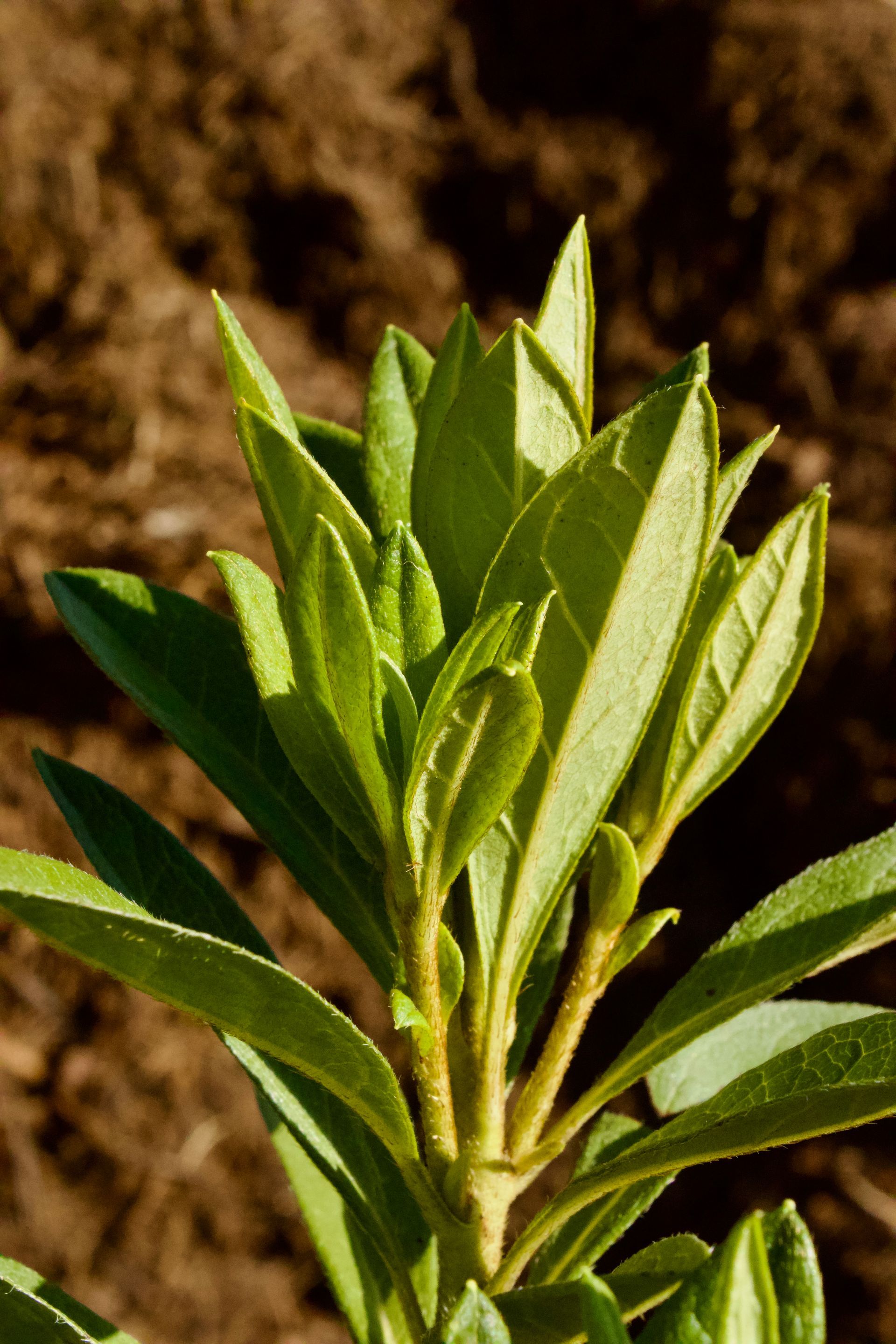 A close up of a plant with a brown background