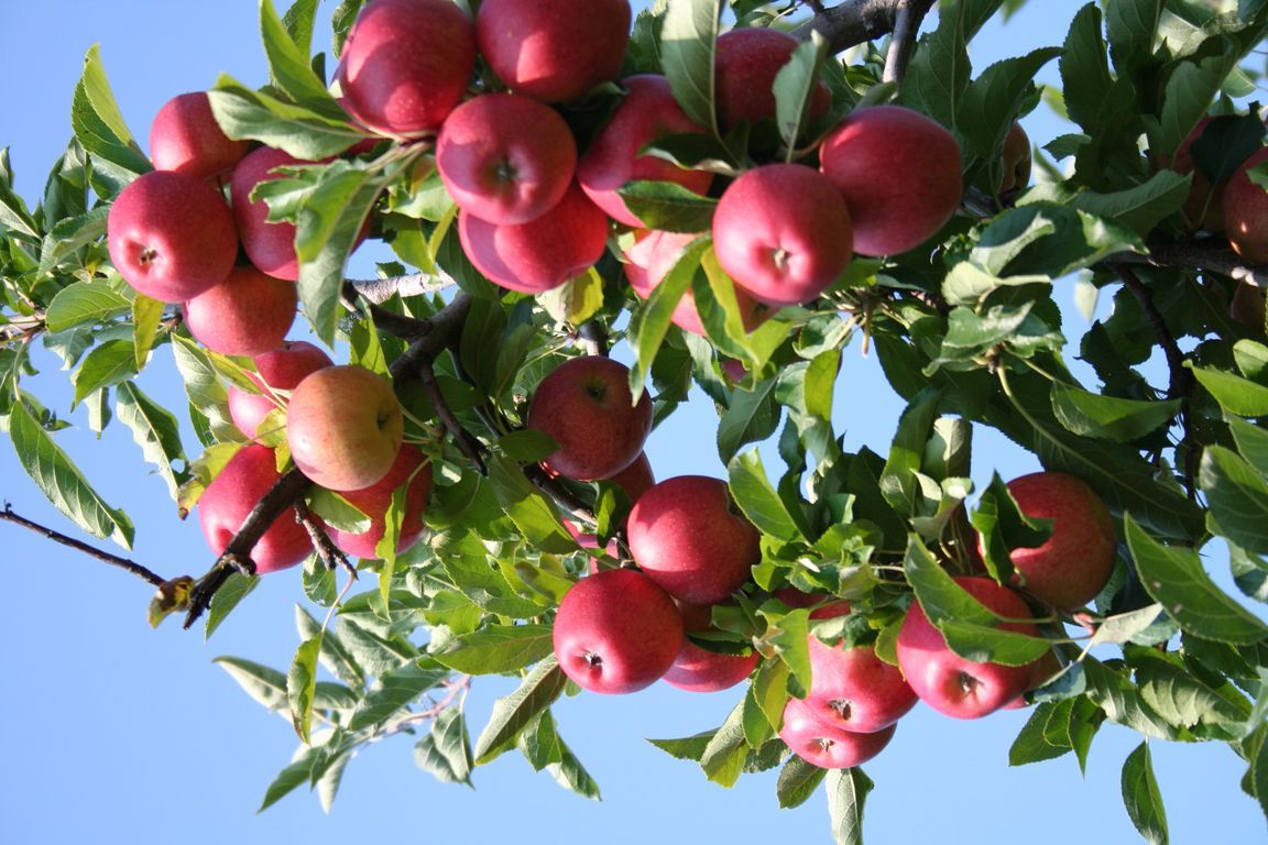 A bunch of red apples hanging from a tree