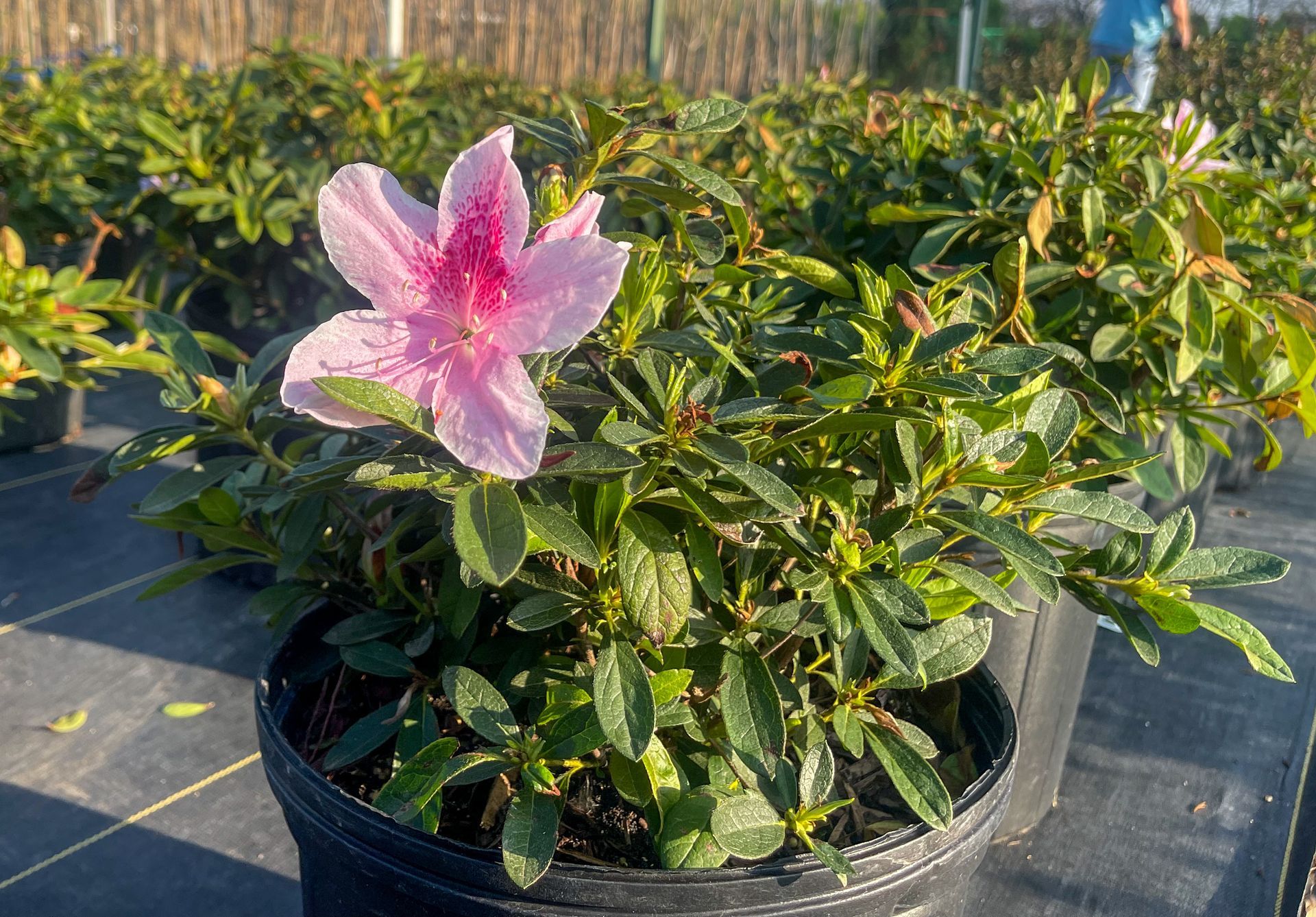 A pink flower is growing in a black pot.