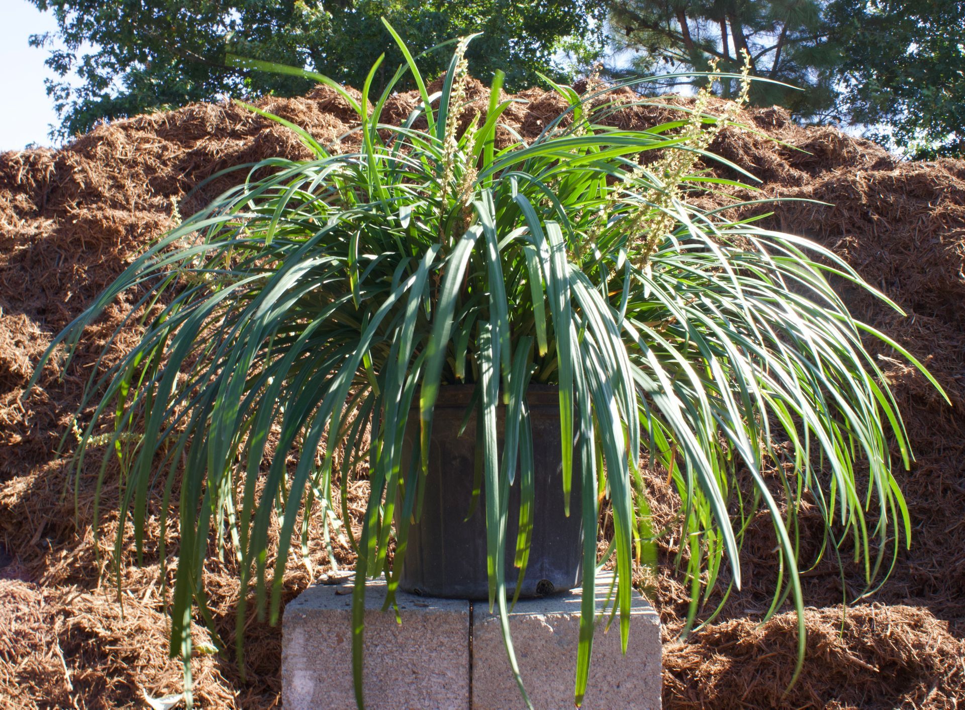 A potted plant is sitting on a brick in front of a pile of mulch