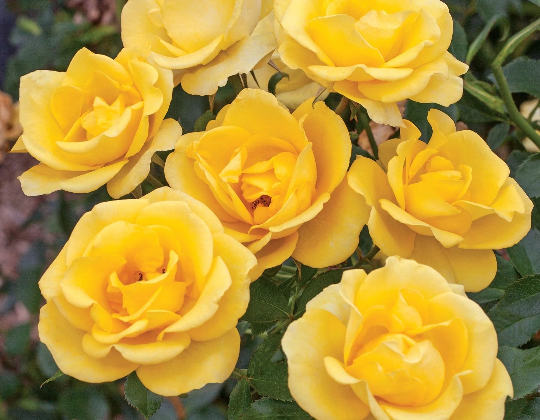 A bunch of yellow roses with green leaves