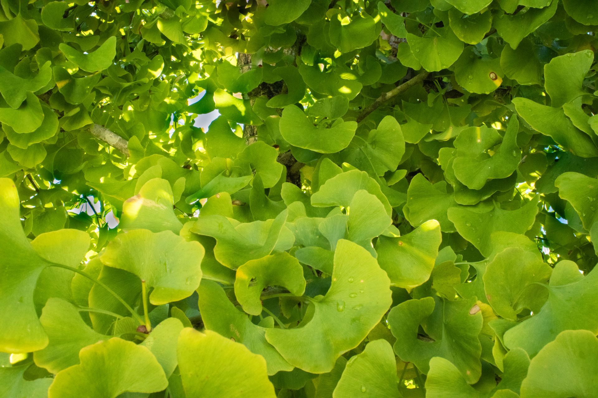 Looking up at a tree with lots of green leaves.