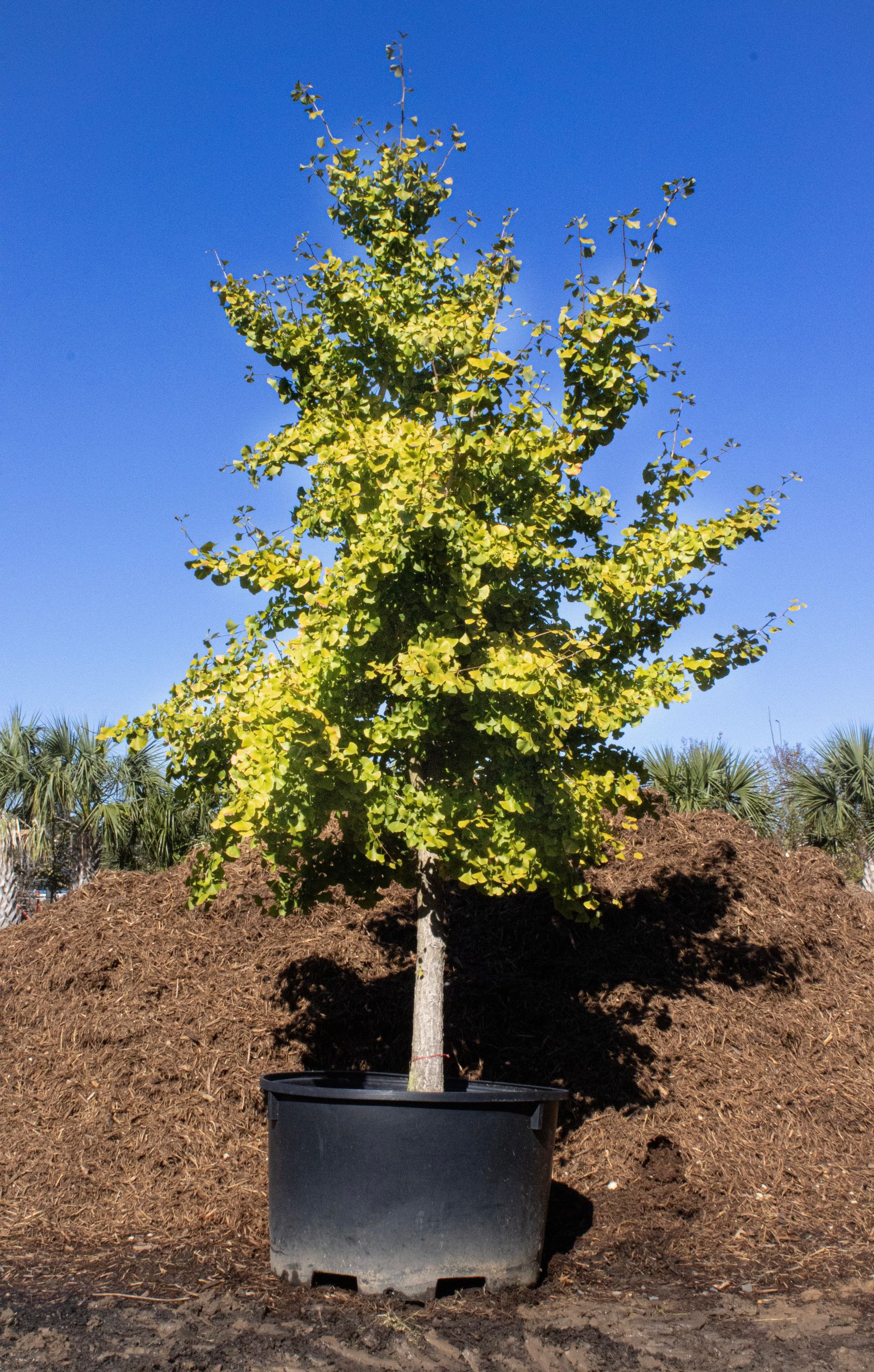 A large tree in a black pot is sitting on top of a pile of mulch.