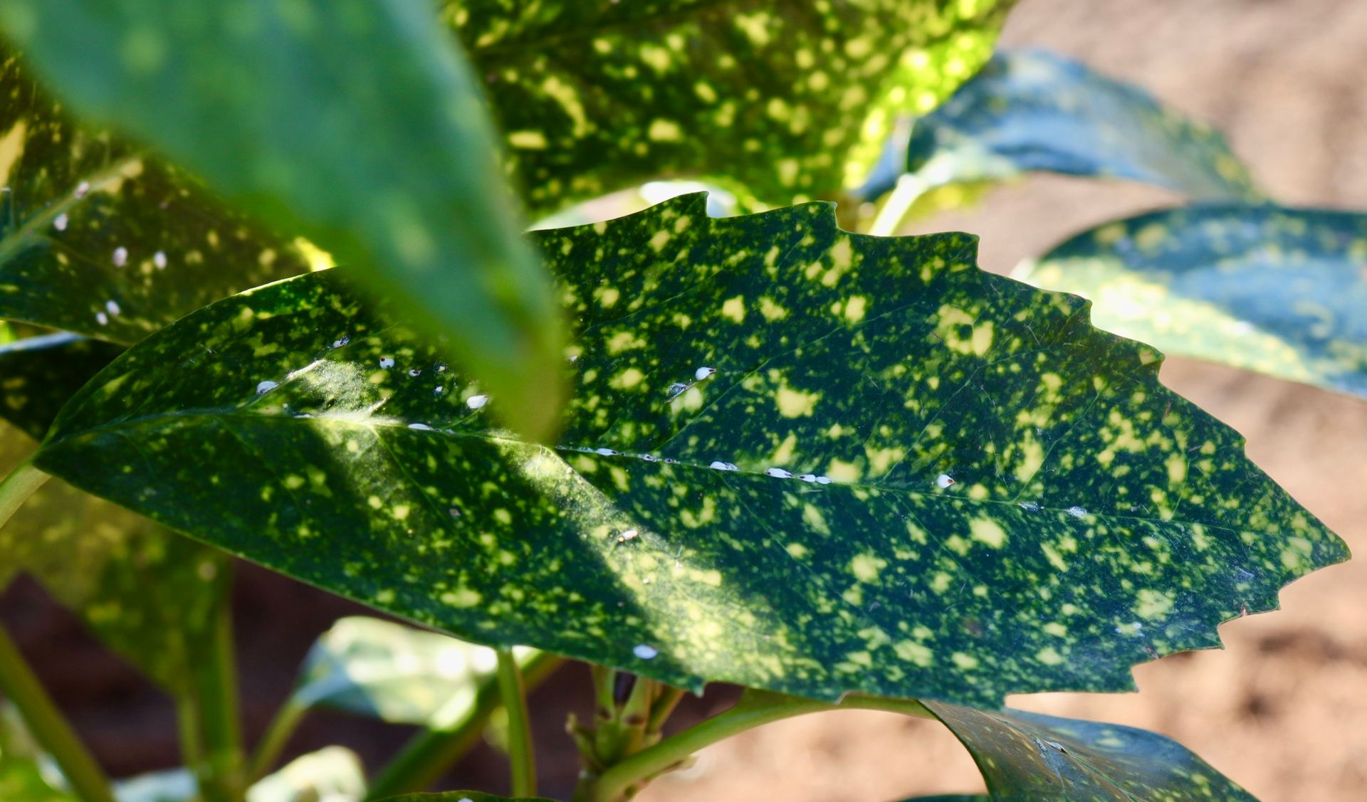 A close up of a green leaf with white spots on it