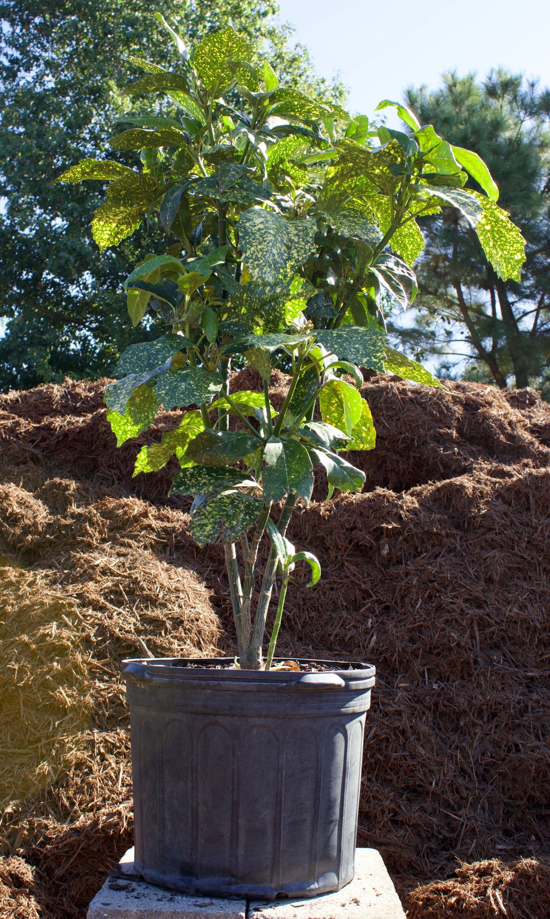 A potted plant is sitting on top of a pile of mulch.