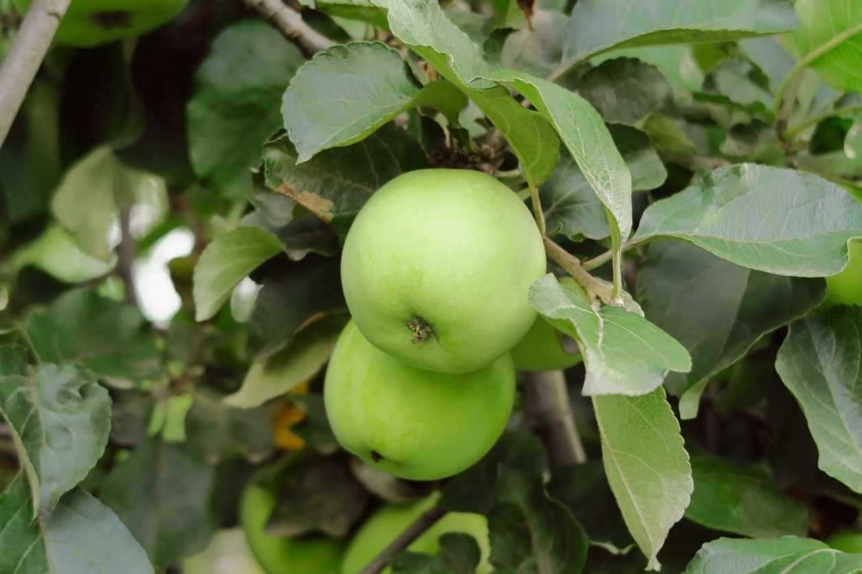 Two green apples are hanging from a tree branch.