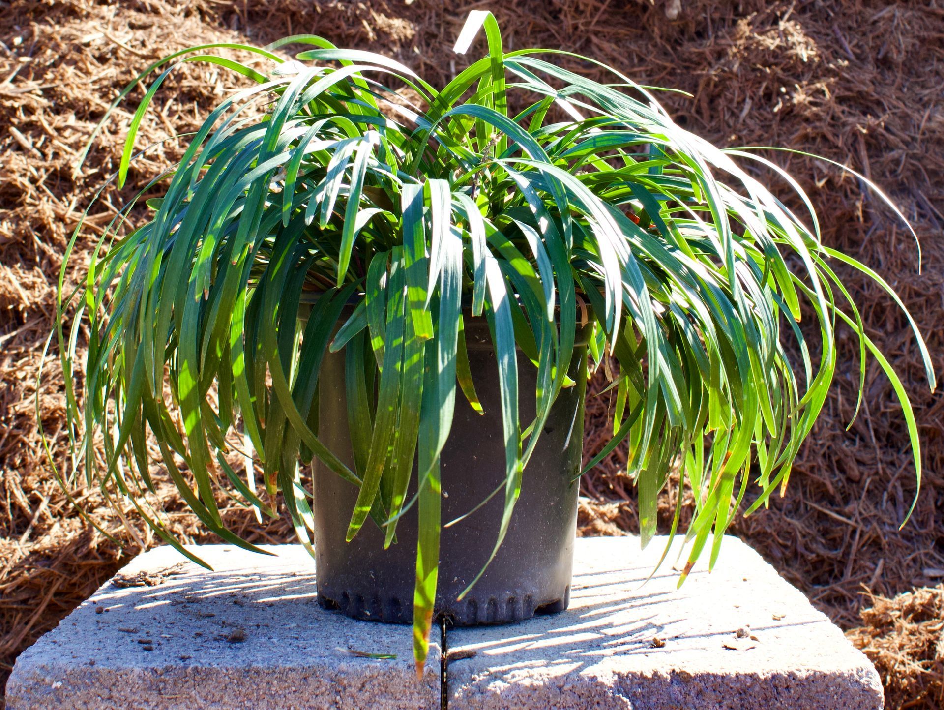 A plant in a black pot is sitting on a stone block.